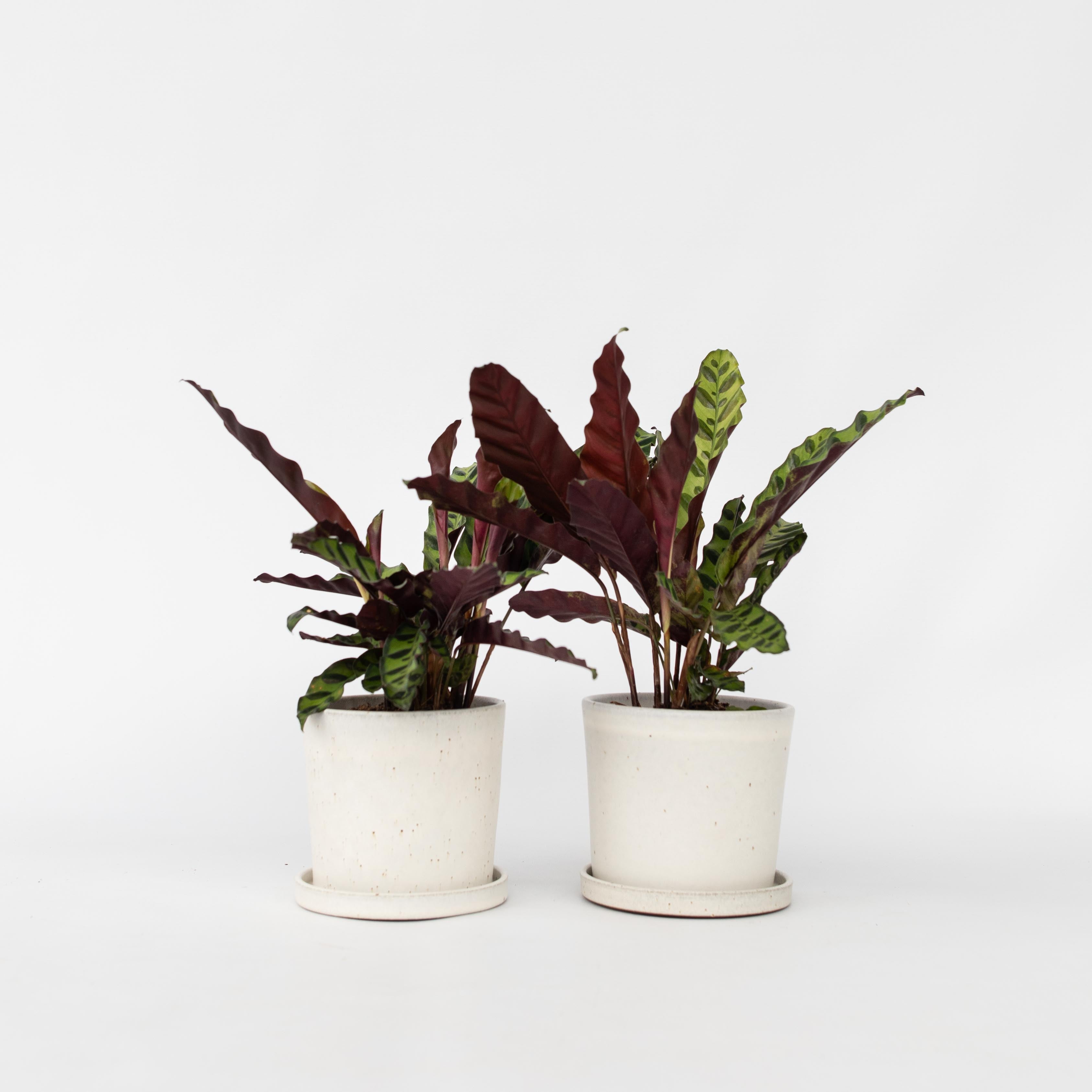 Fiskebensplante - Sæt med 2 - Goeppertia insignis