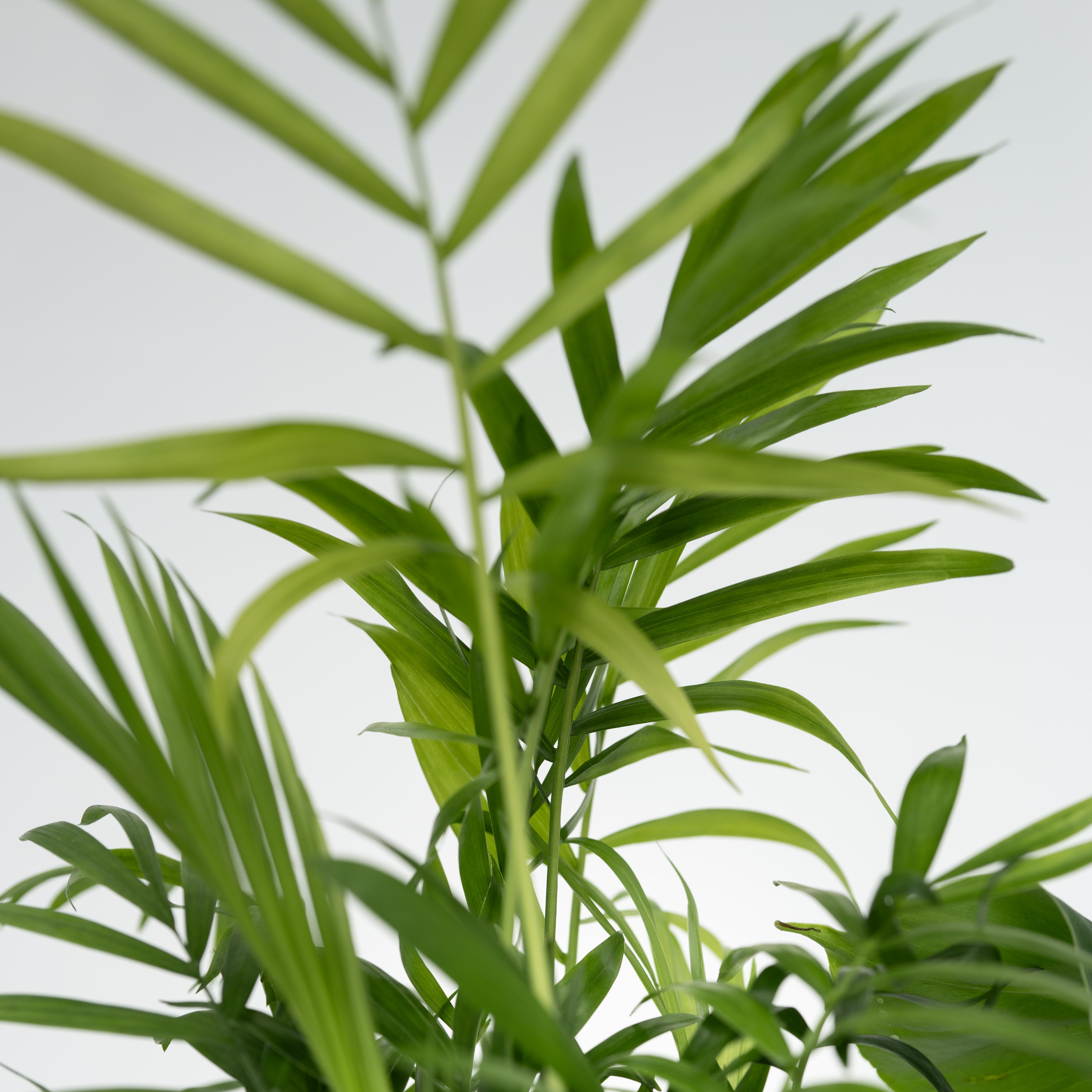 Blanding af stueplanter - Sæt med 4