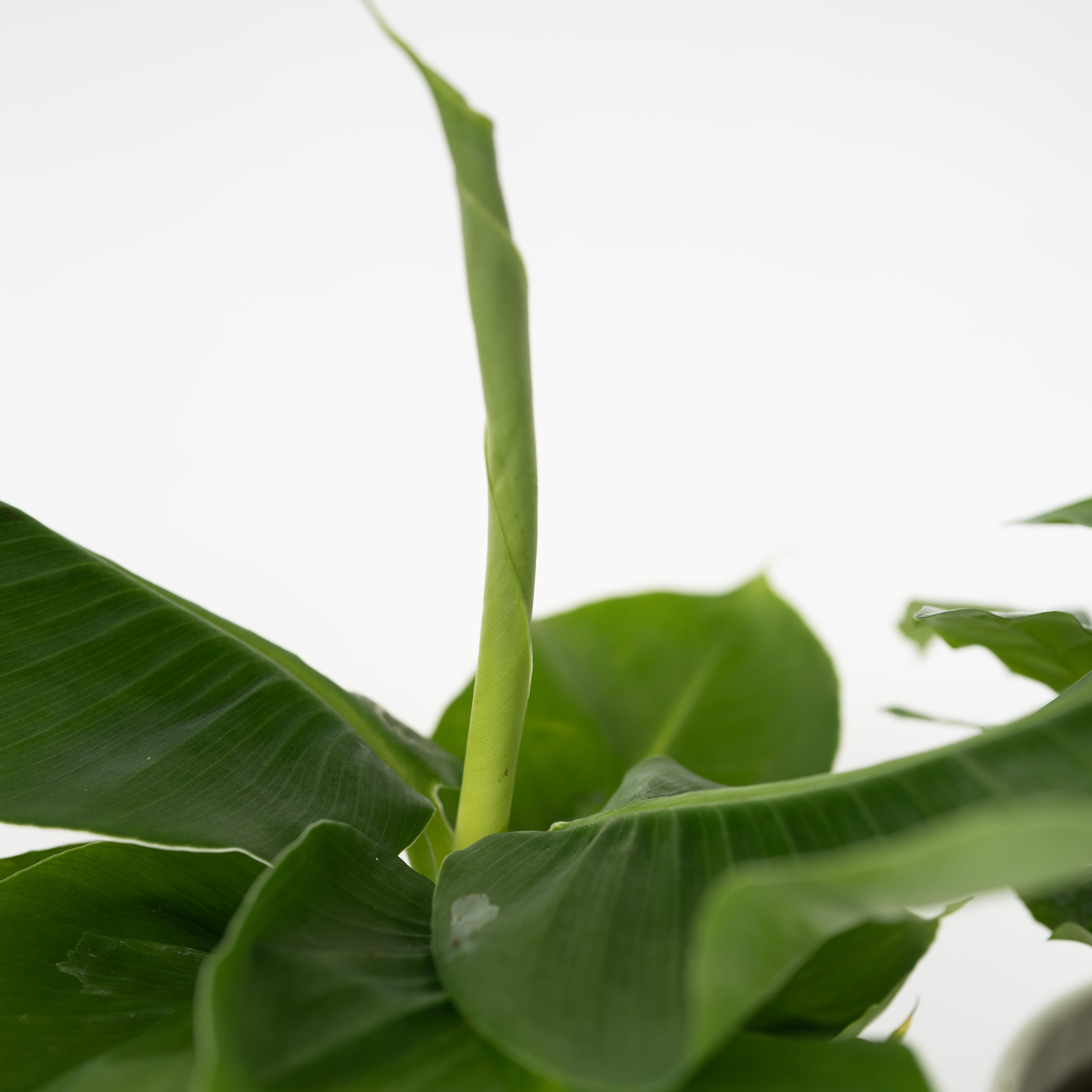 Blanding af stueplanter - Sæt med 4