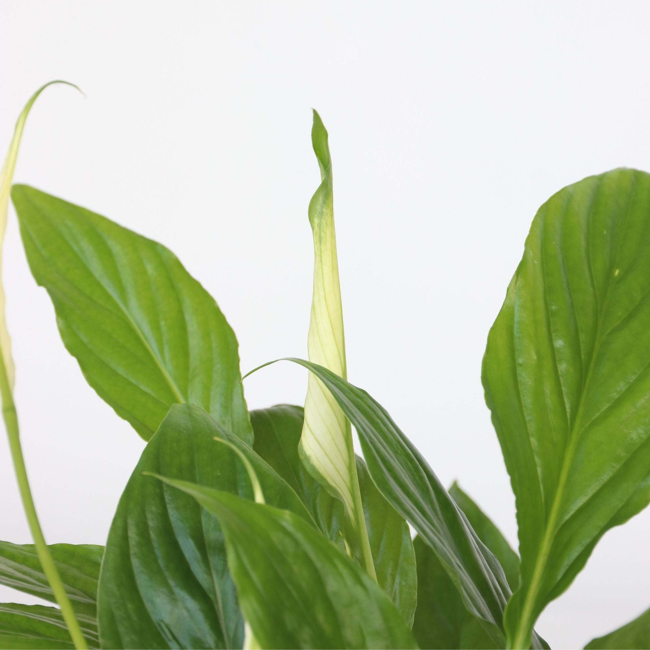 Luftrensende anlæg - Sæt med 5