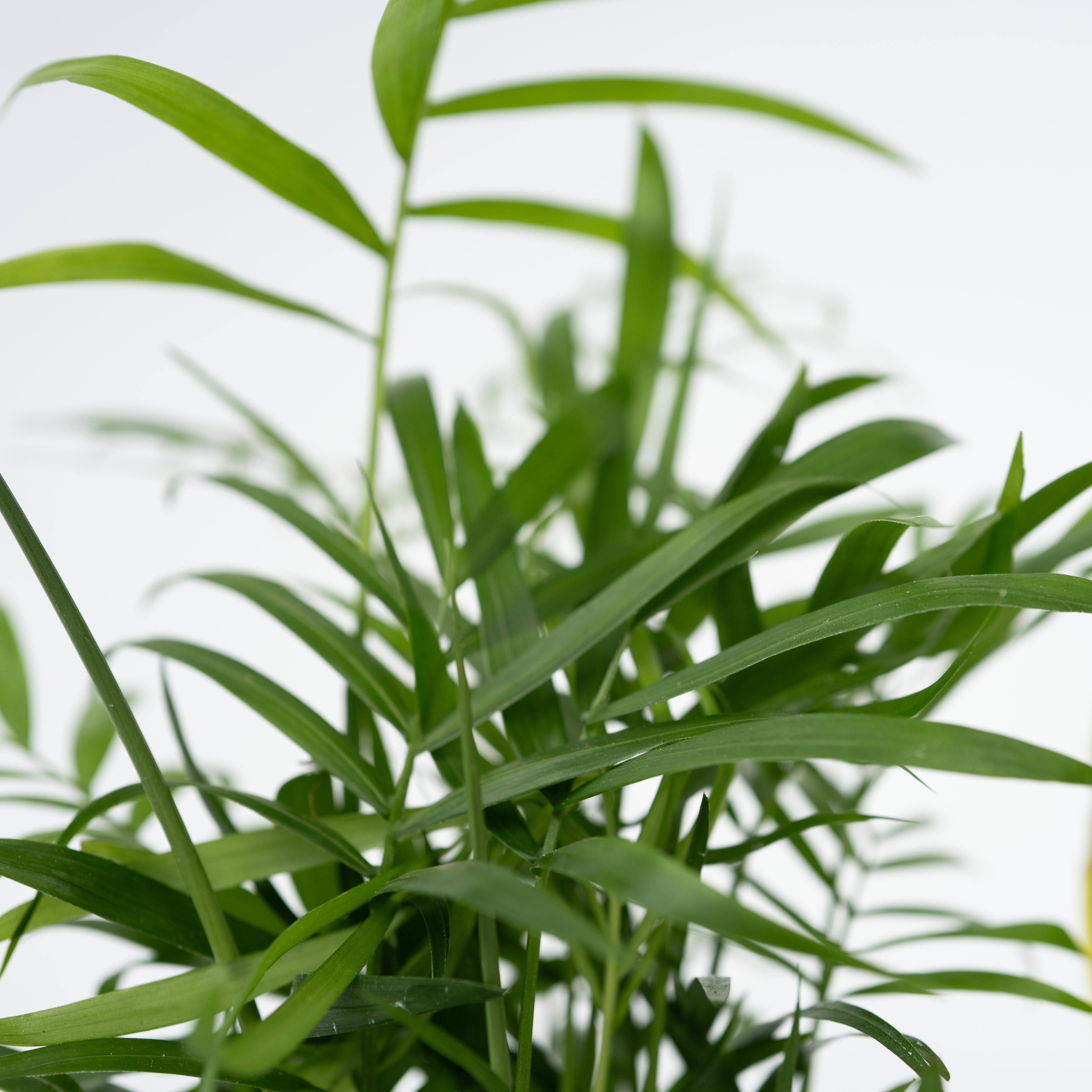 Letplejede stueplanter - Sæt med 4