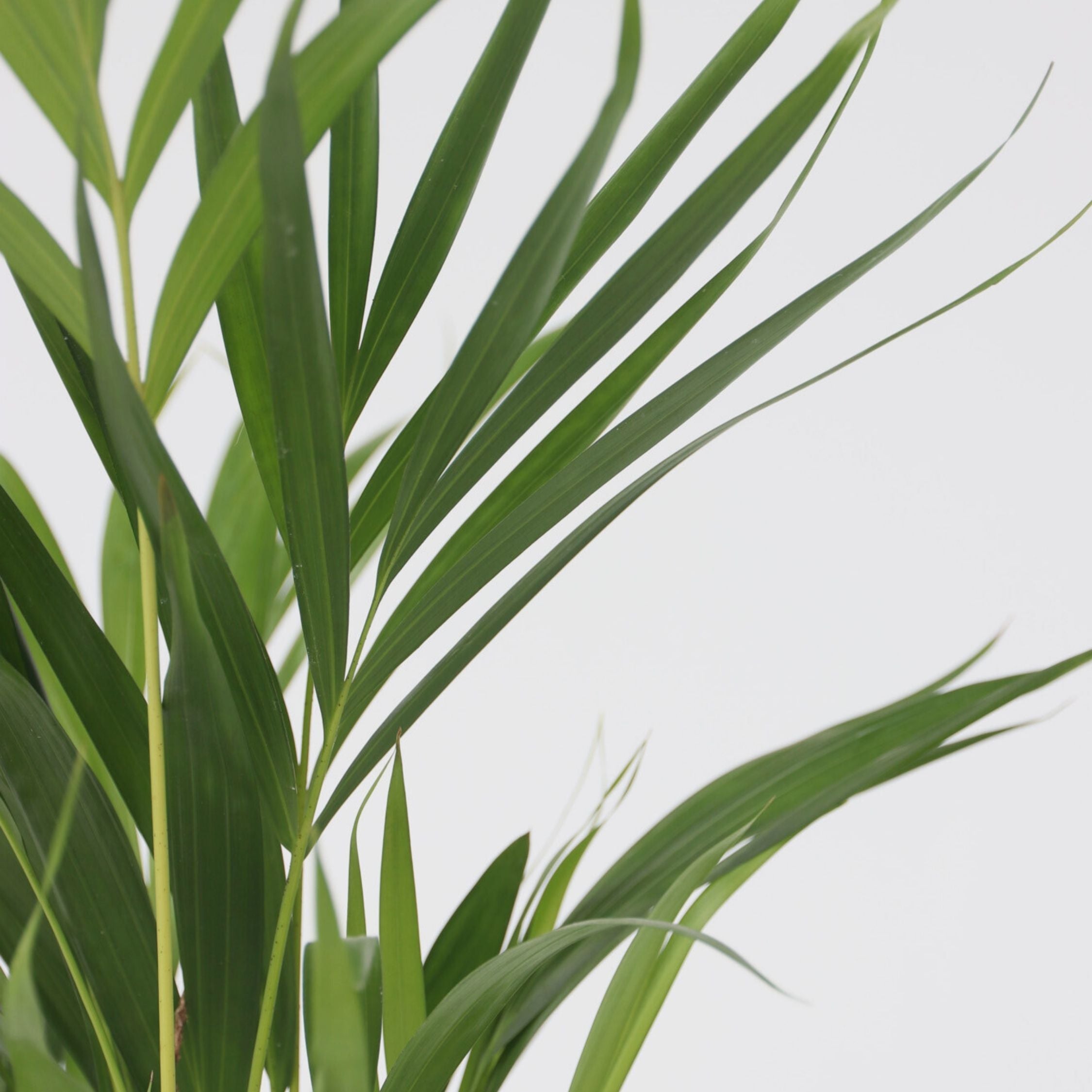 Grønne planter blanding - Sæt med 3