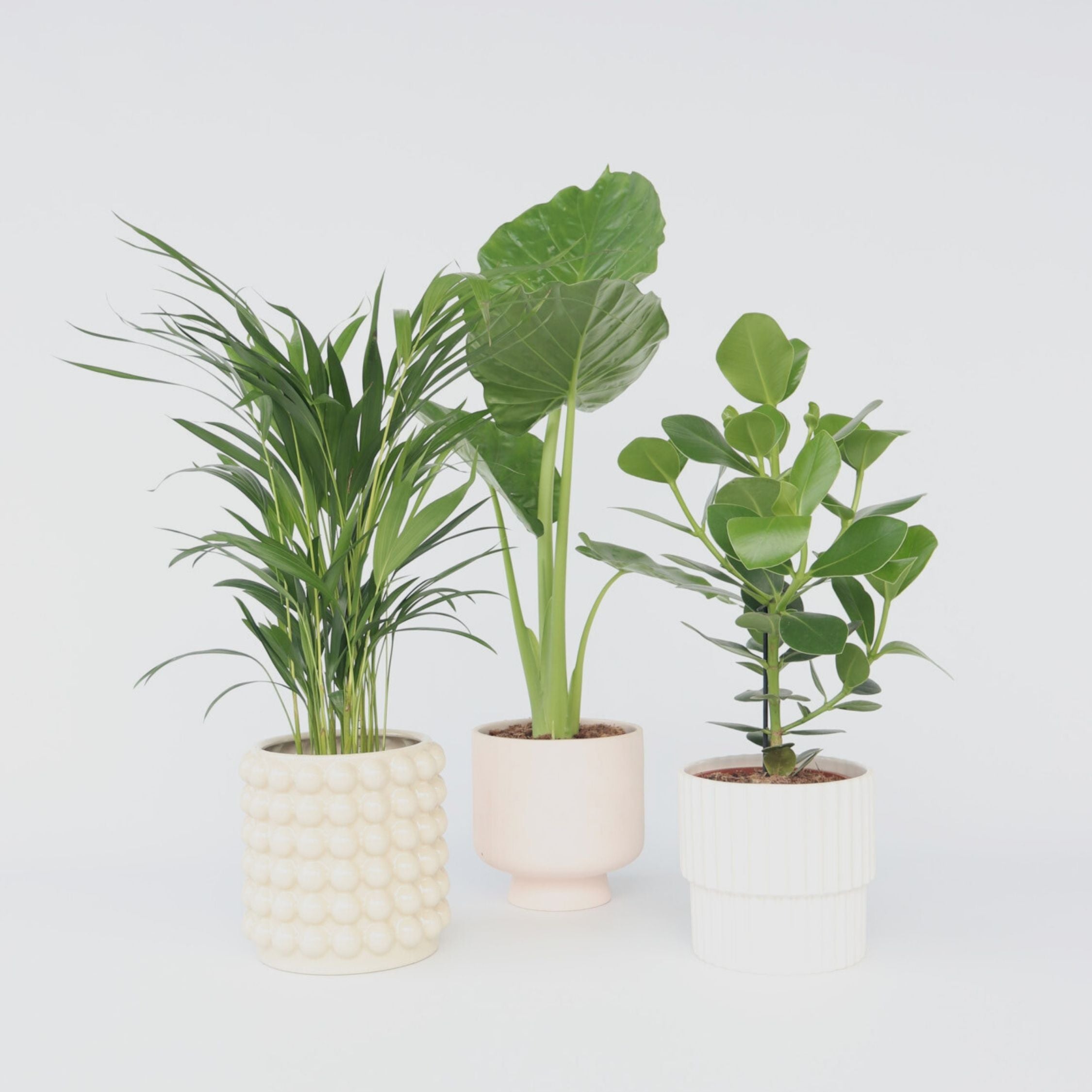 Grønne planter blanding - Sæt med 3