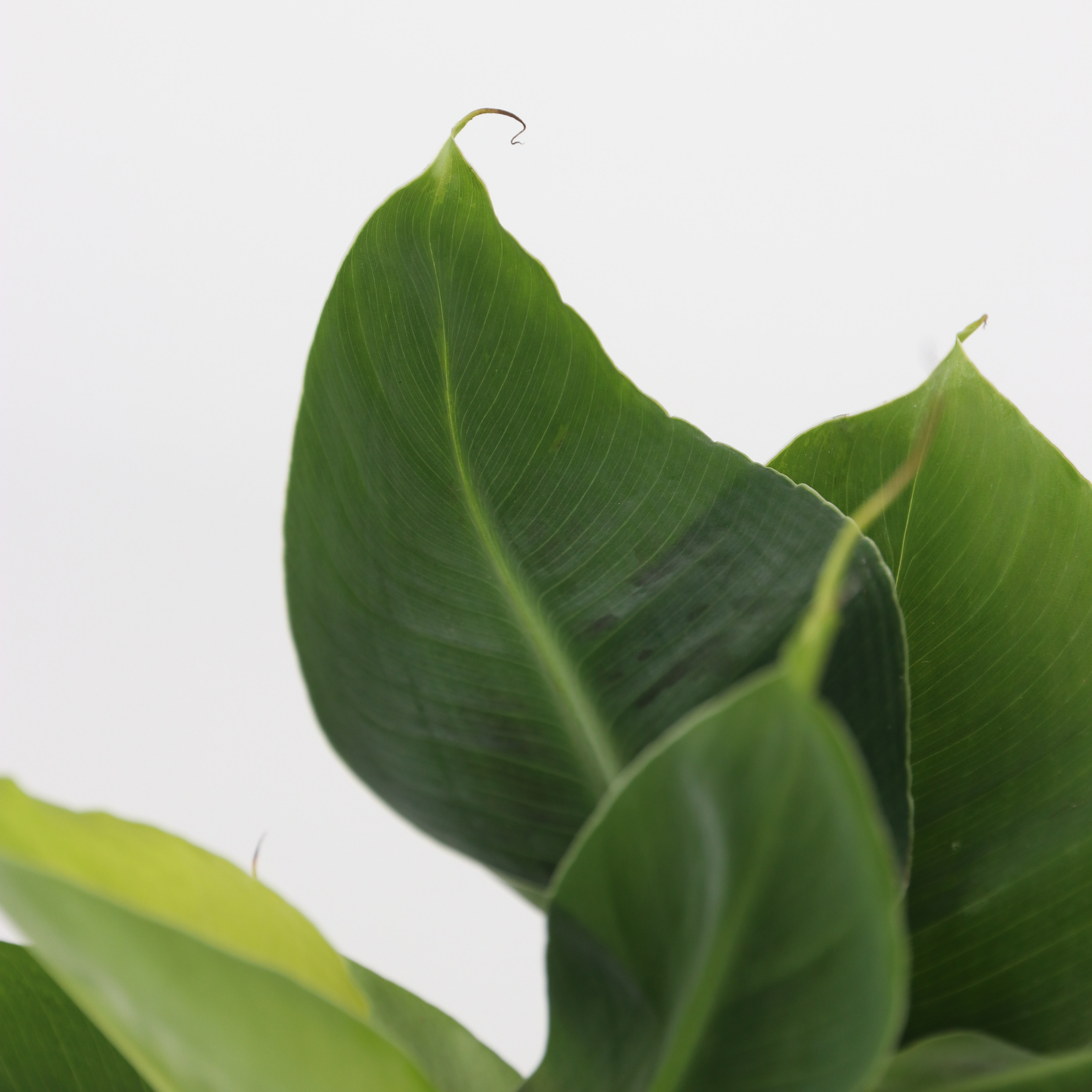 Trendy stueplanter - Sæt med 4