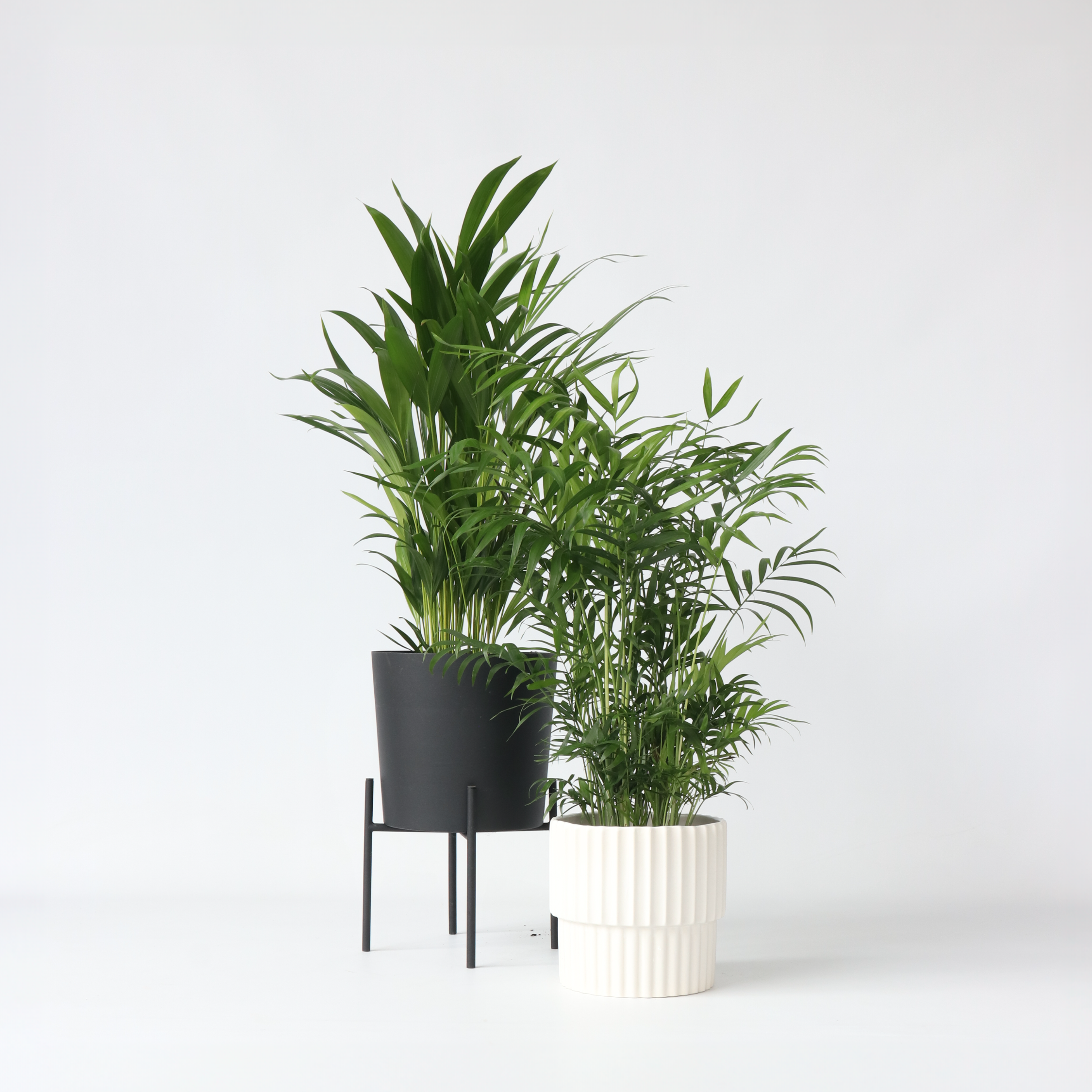 Indendørs palmeblanding - Sæt med 2