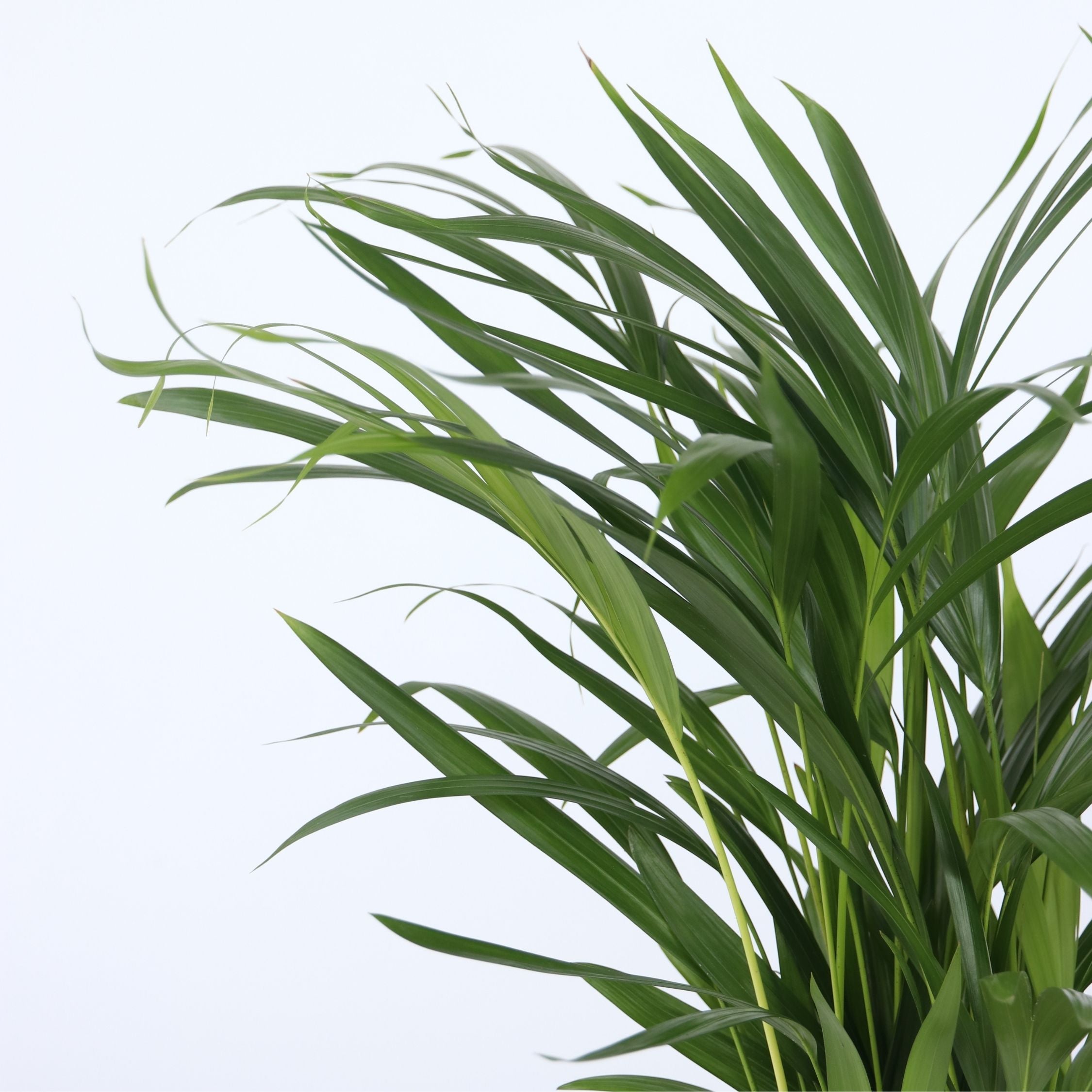 Indendørs palmeblanding - Sæt med 2