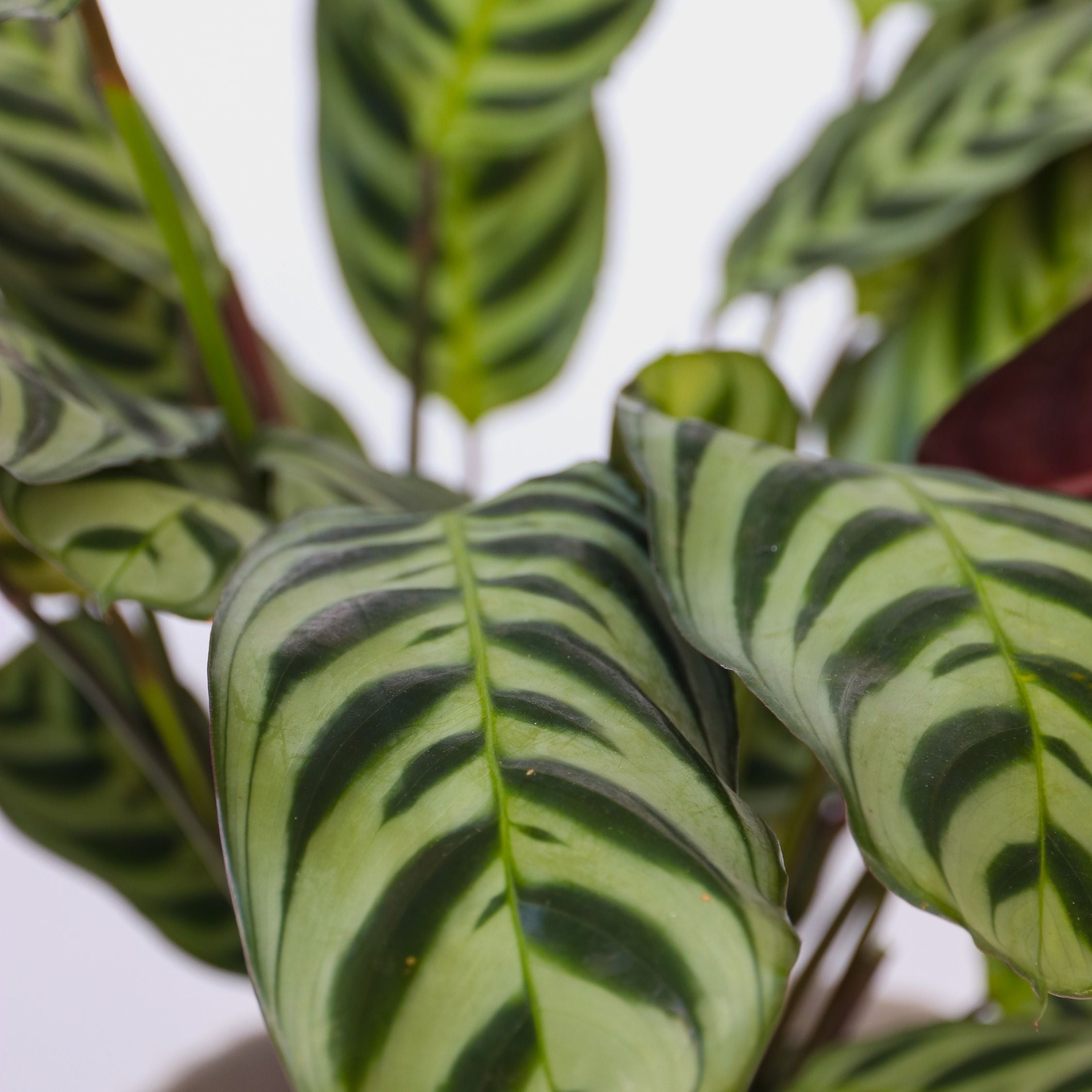 Hemmix - Sæt med 3 - Ctenanthe, Philodendron, Syngonium