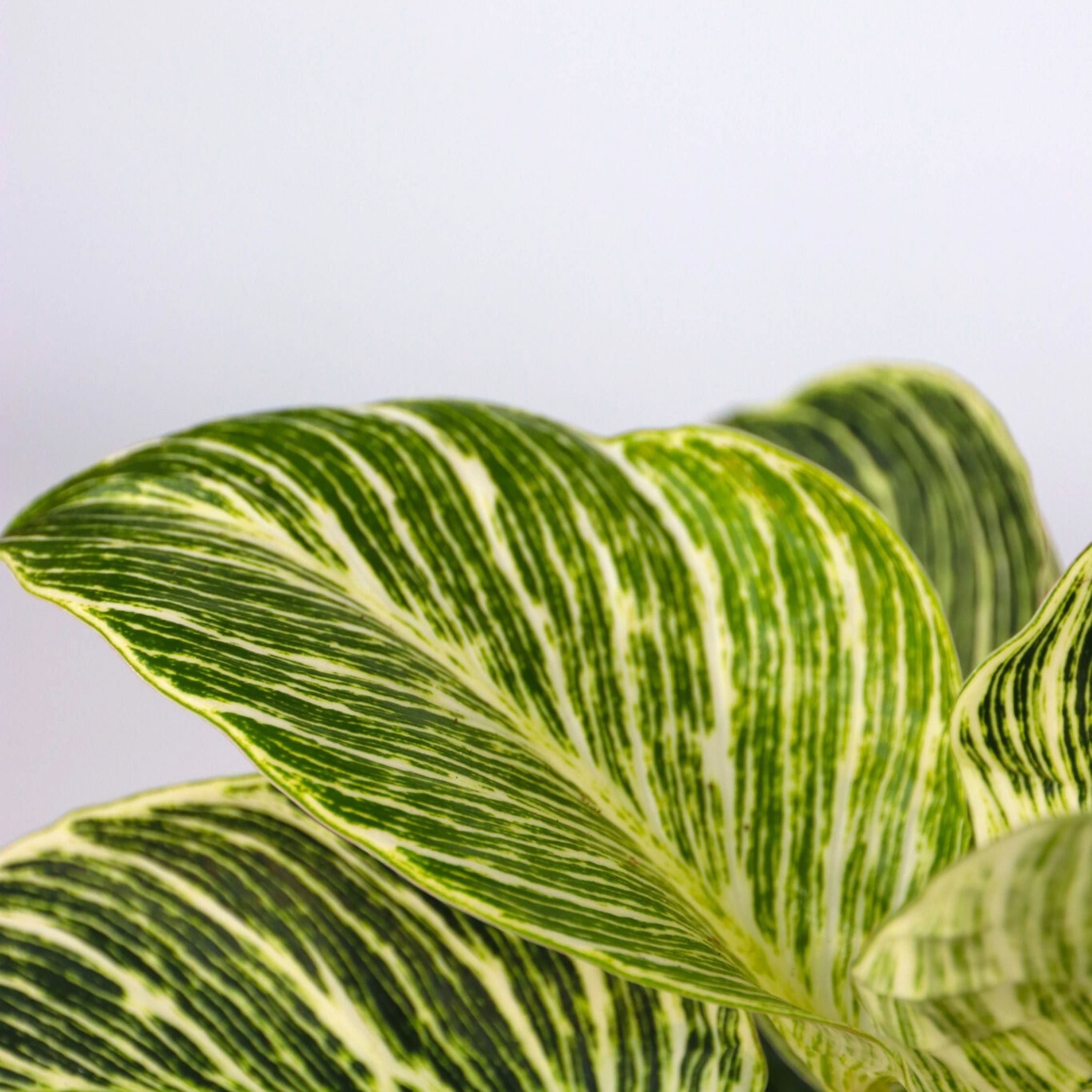 Hemmix - Sæt med 3 - Ctenanthe, Philodendron, Syngonium