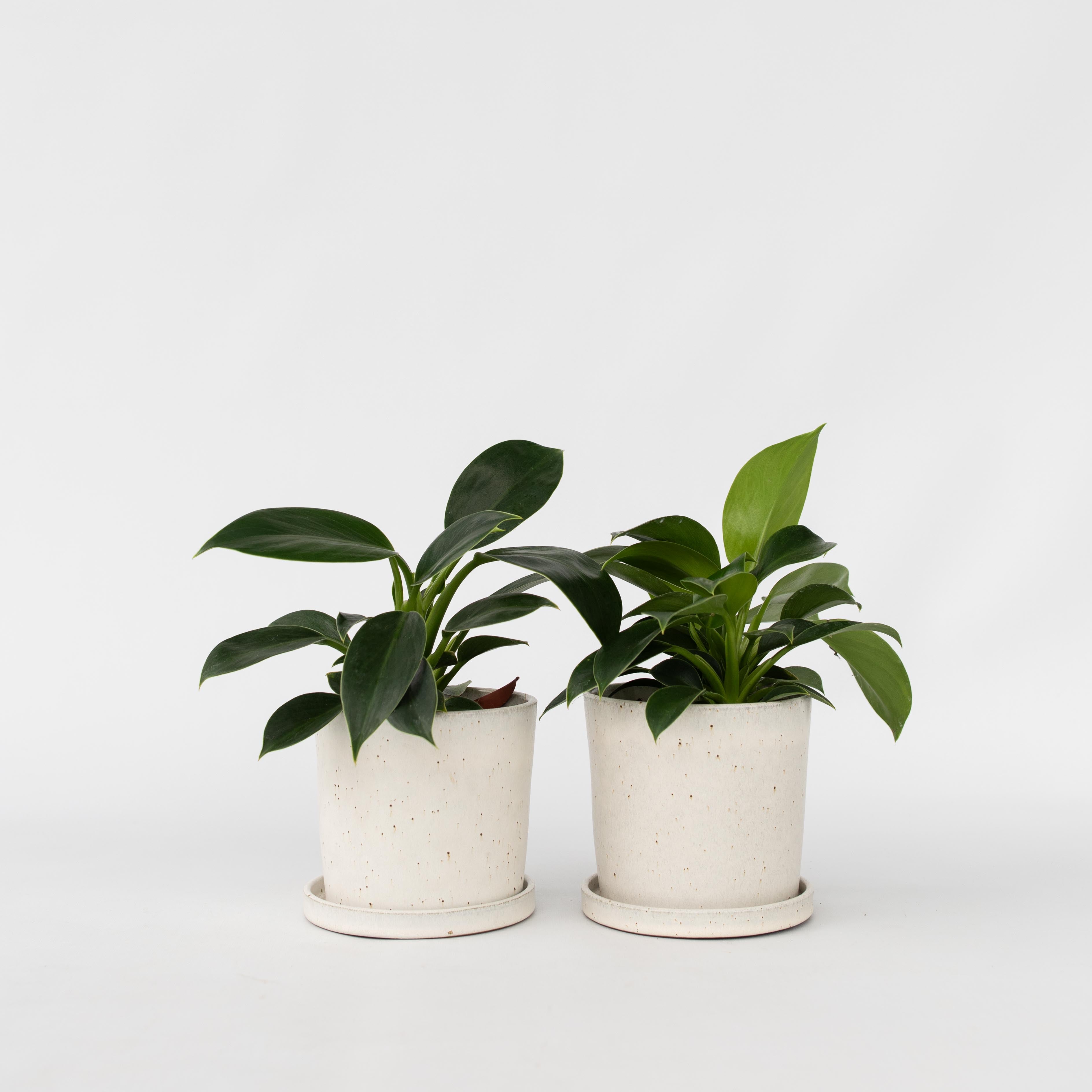 Filodendron - Sæt med 2 - Philodendron 'Green Princess'