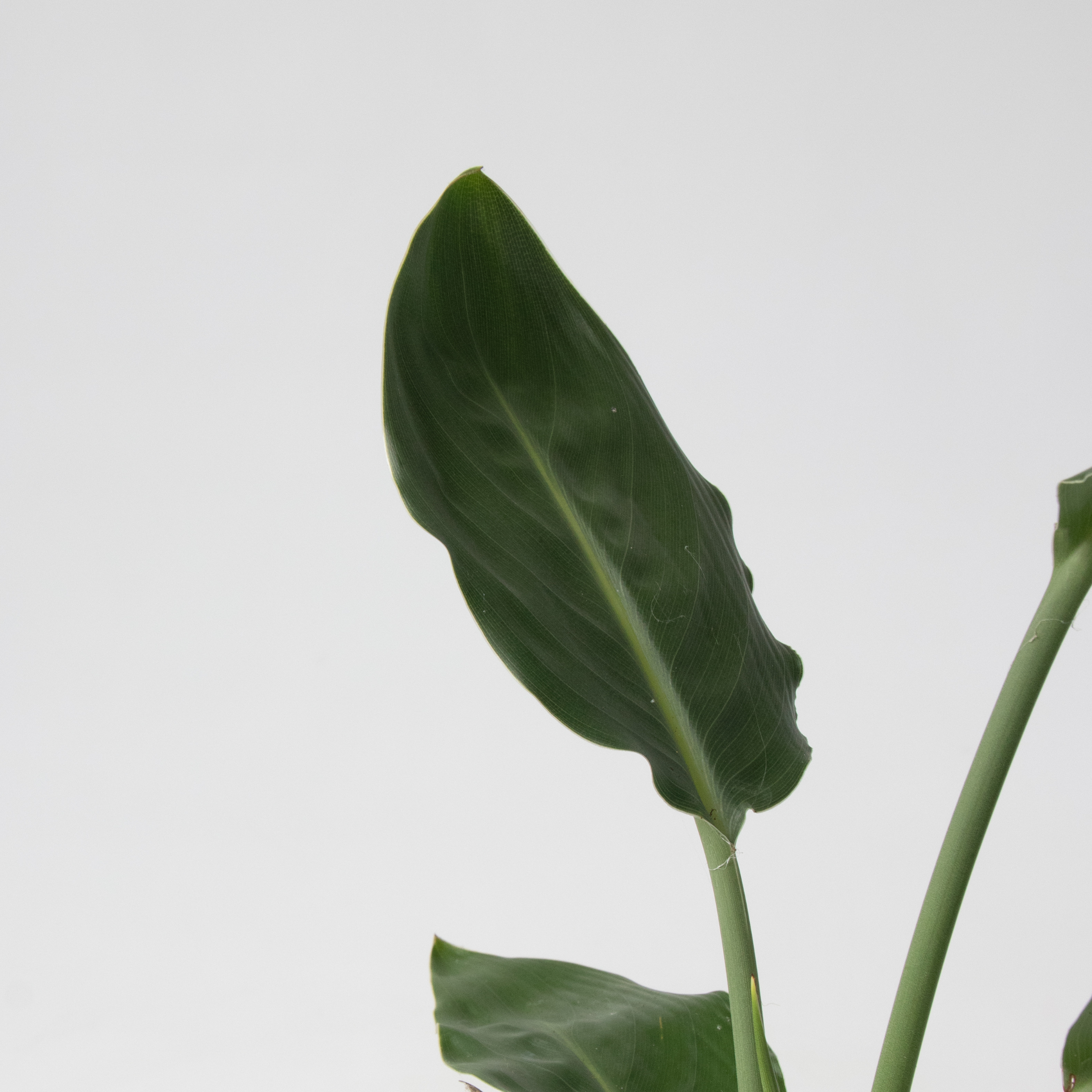 Grøn indendørs blanding - Sæt med 3