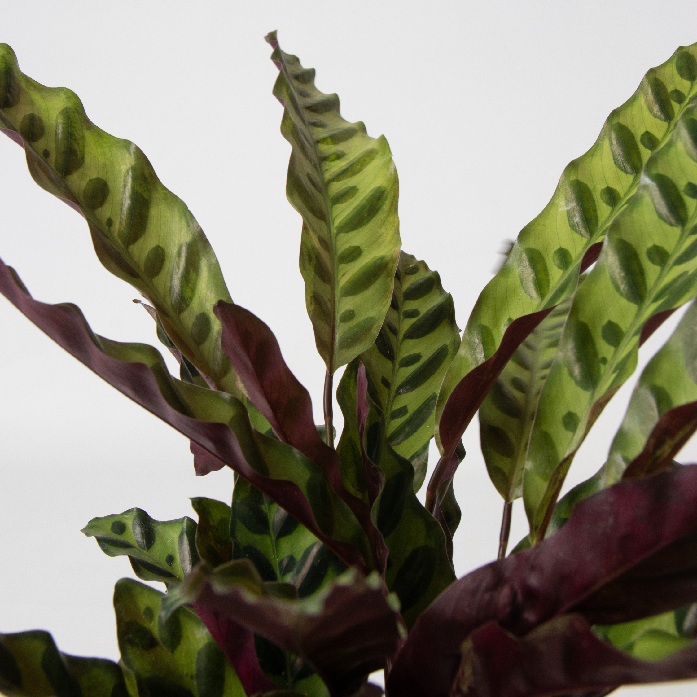 Grøn indendørs blanding - Sæt med 3