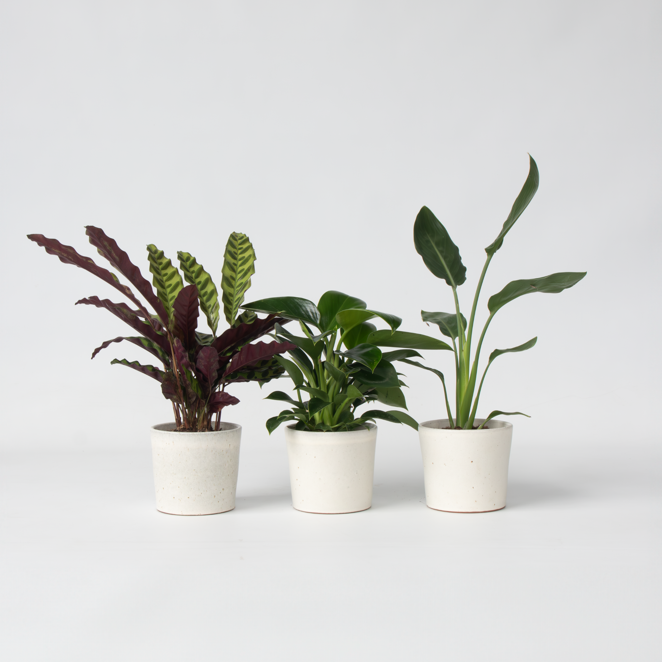 Grøn indendørs blanding - Sæt med 3