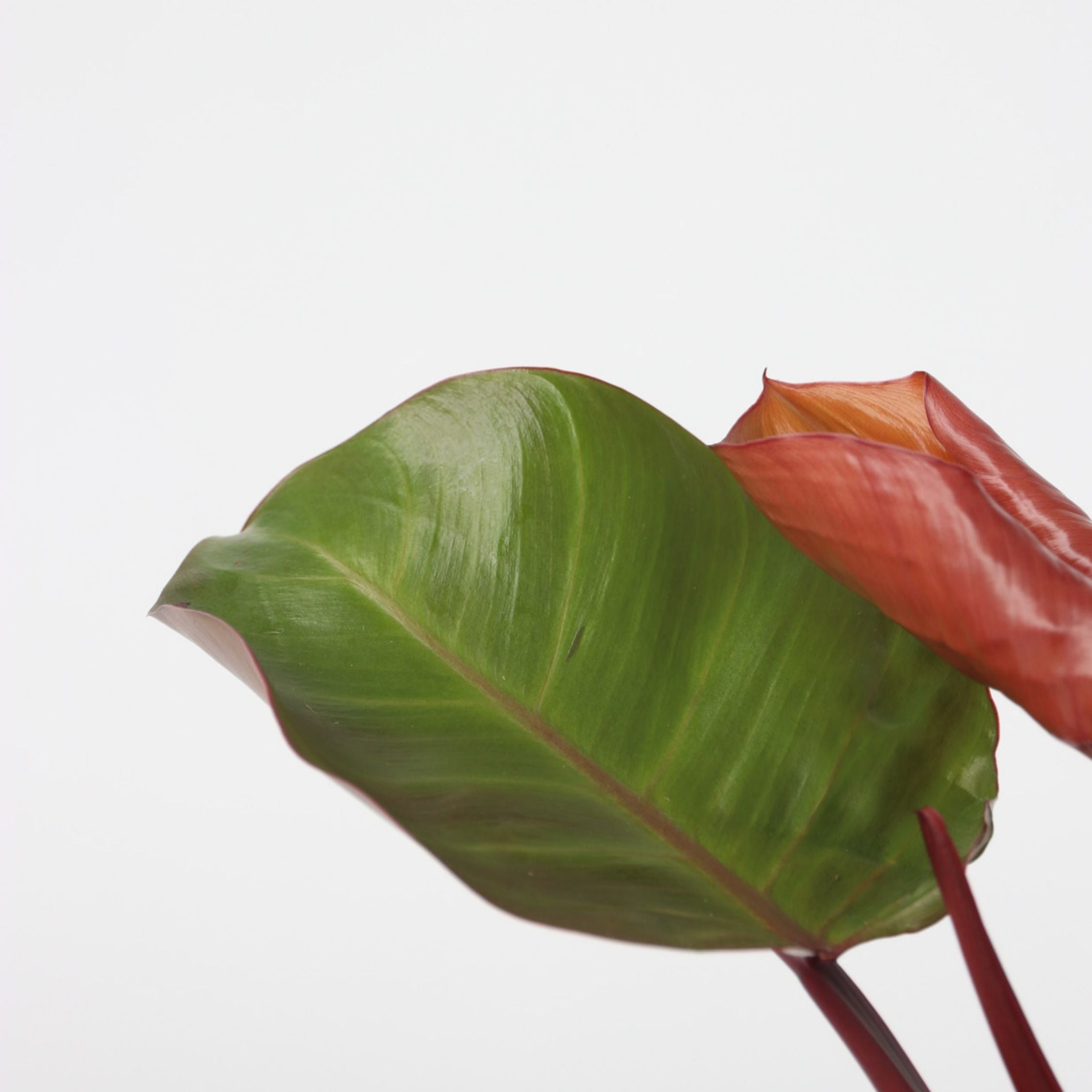 Filodendron - Sæt med 2 - Philodendron 'Sun Light'