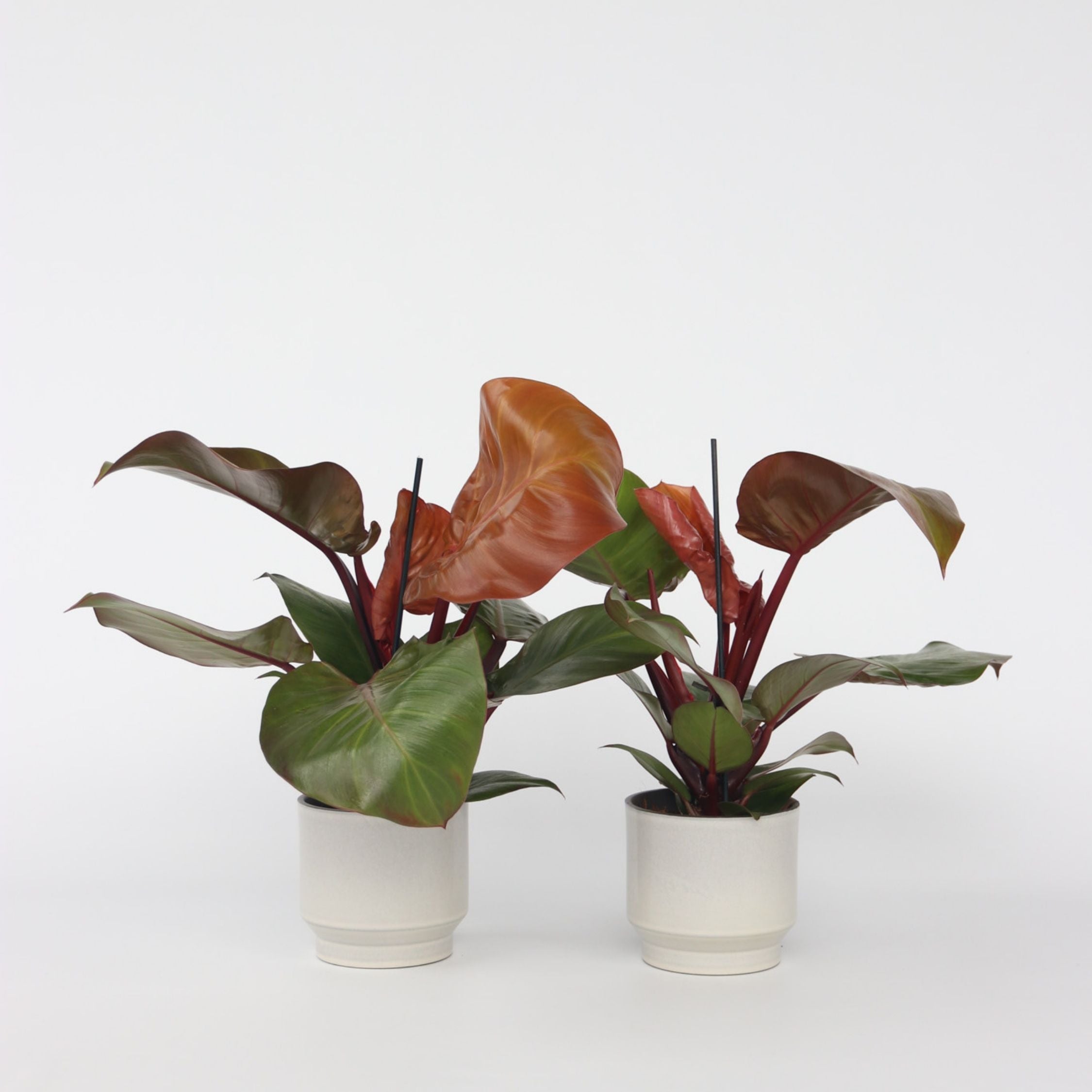 Filodendron - Sæt med 2 - Philodendron 'Sun Light'