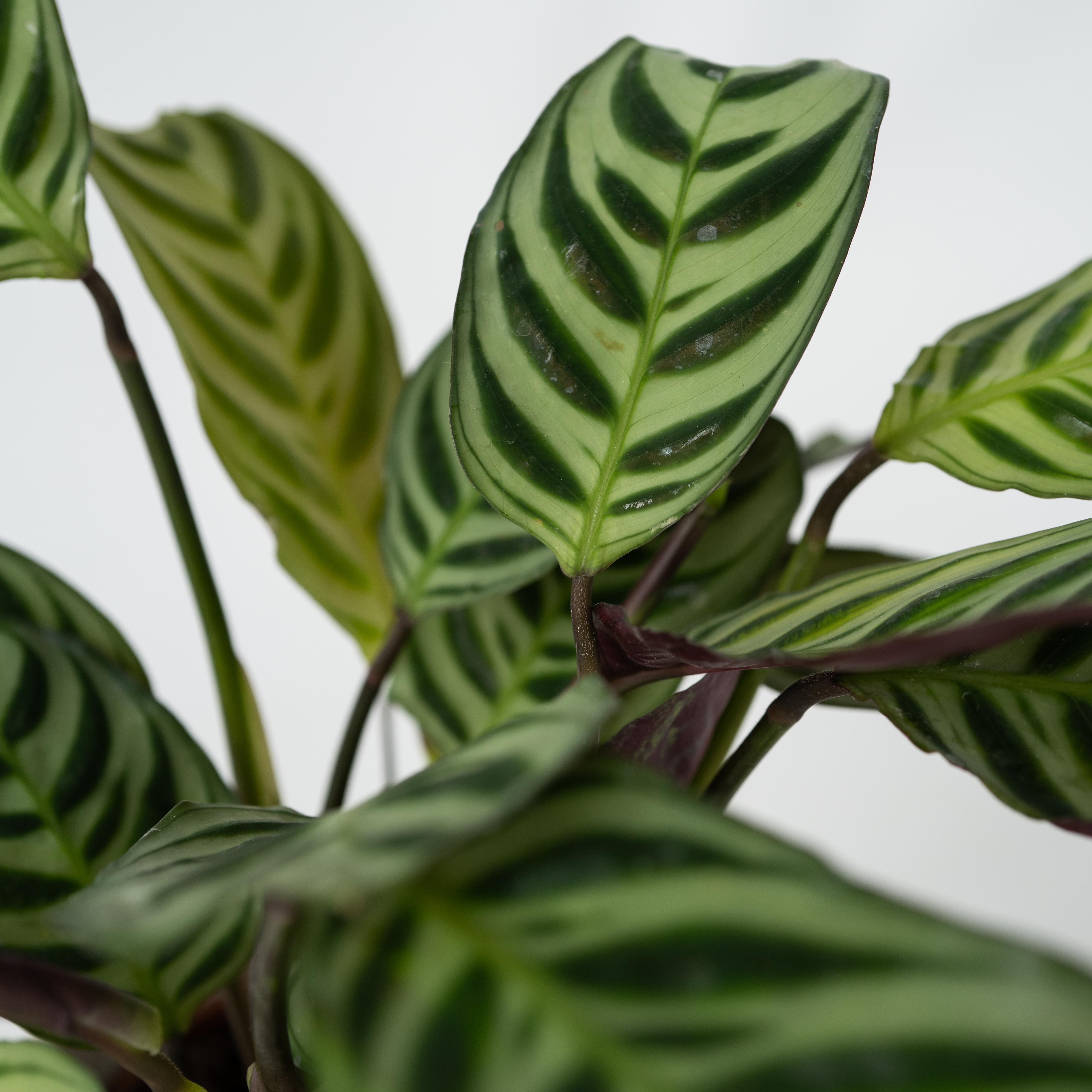 Bønneplante - Sæt med 2 - Ctenanthe 'Amagris'