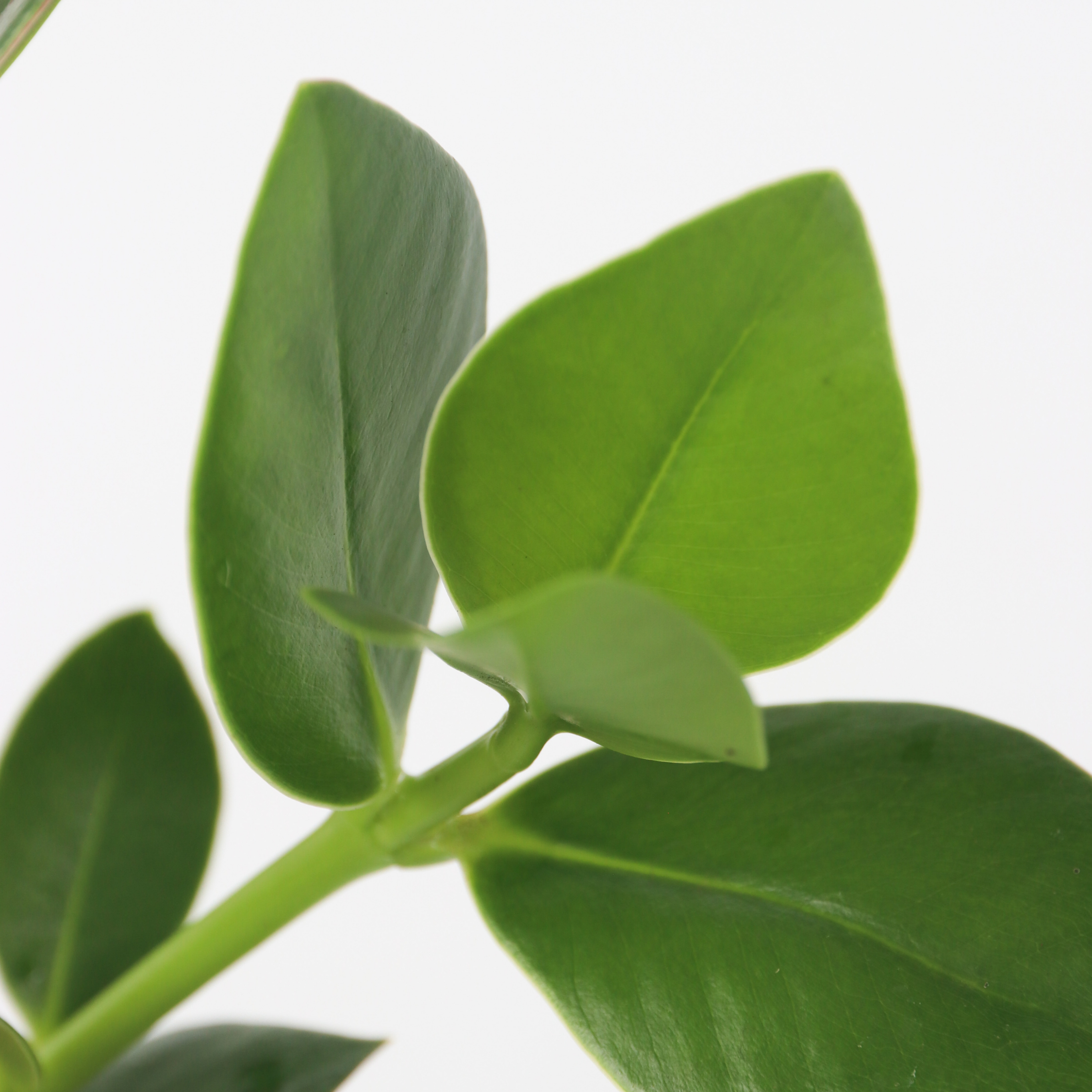 Autografplante i glas - Clusia rosea 'Princess'