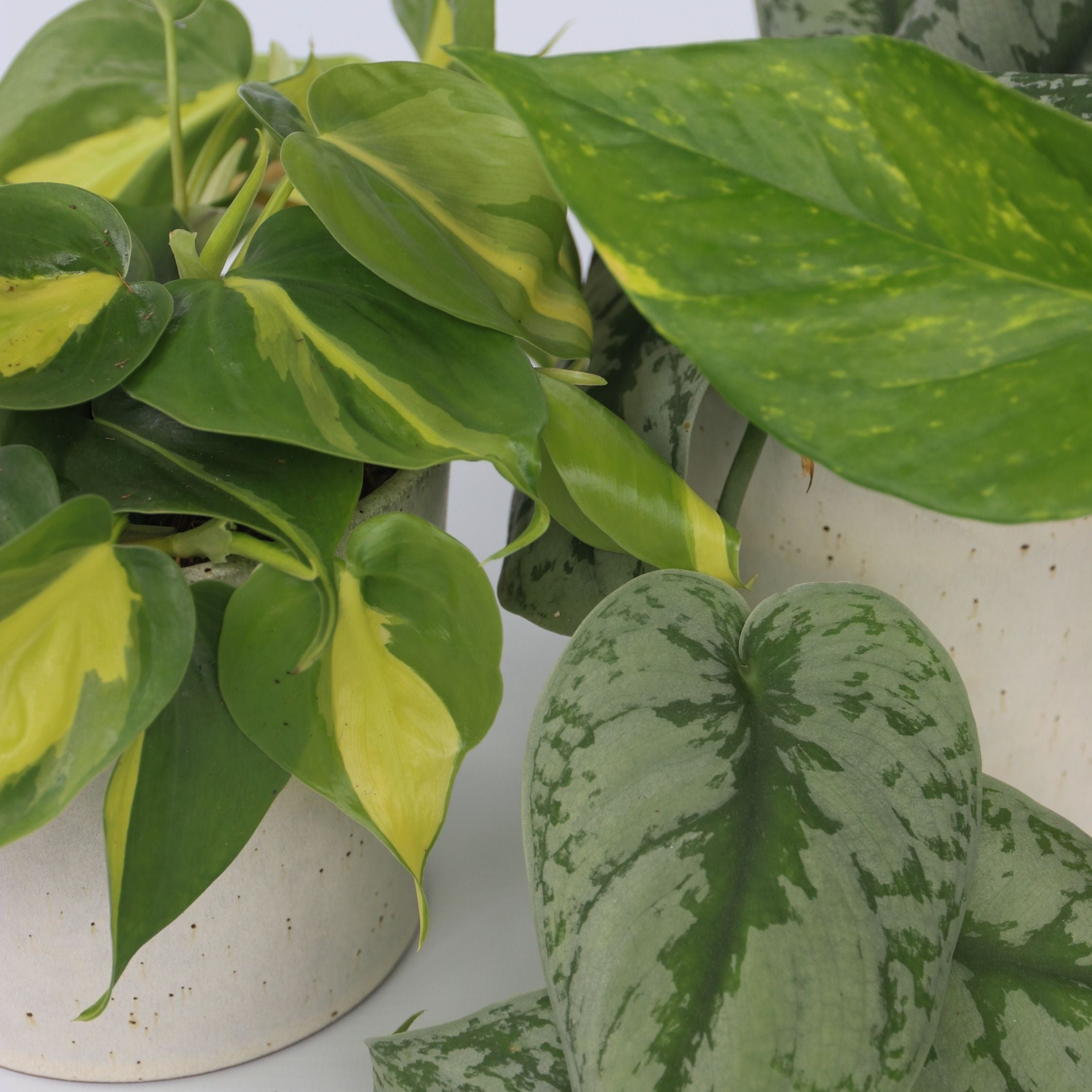 Epipremnum Mix - Sæt med 3 - Philodendron, Epipremnum