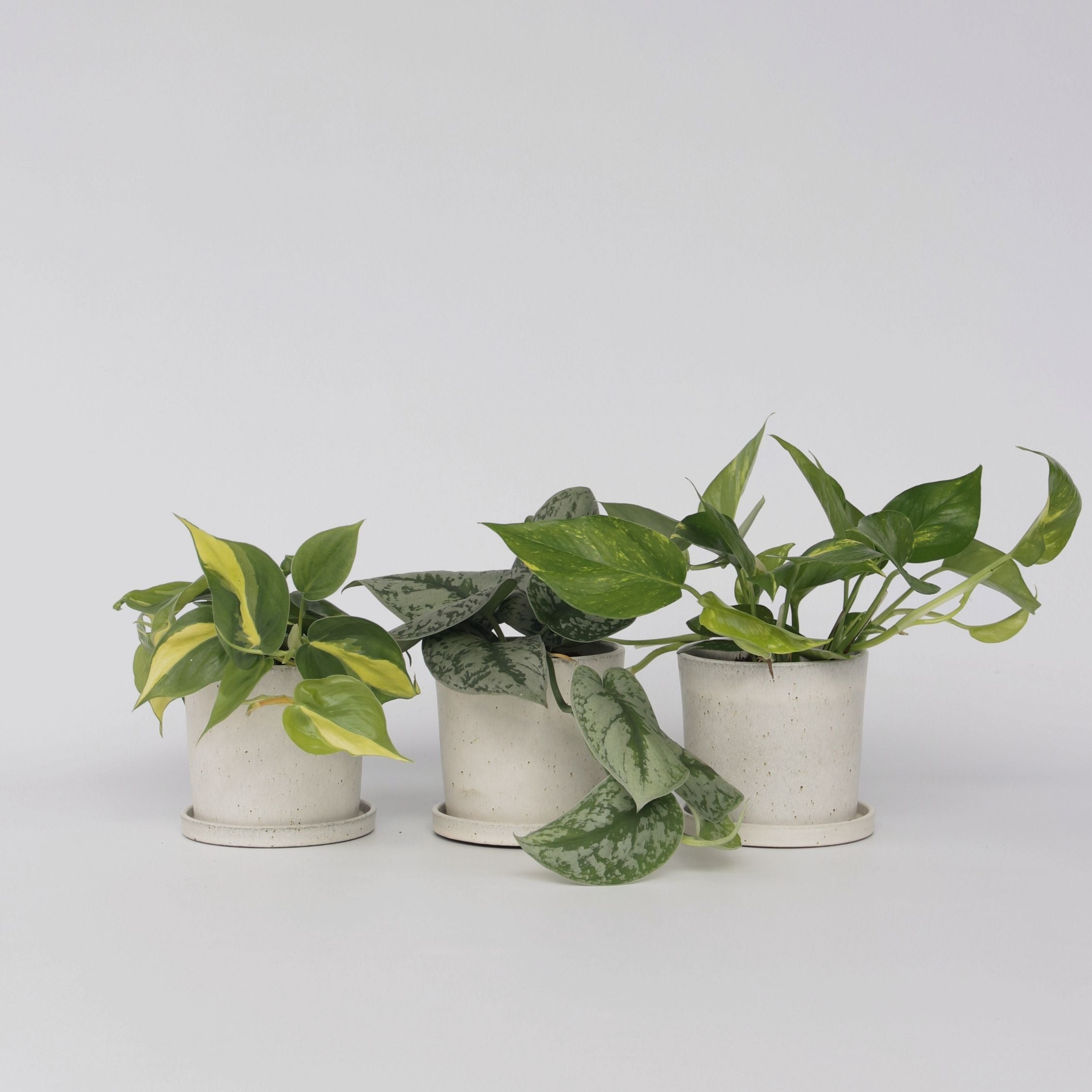Epipremnum Mix - Sæt med 3 - Philodendron, Epipremnum