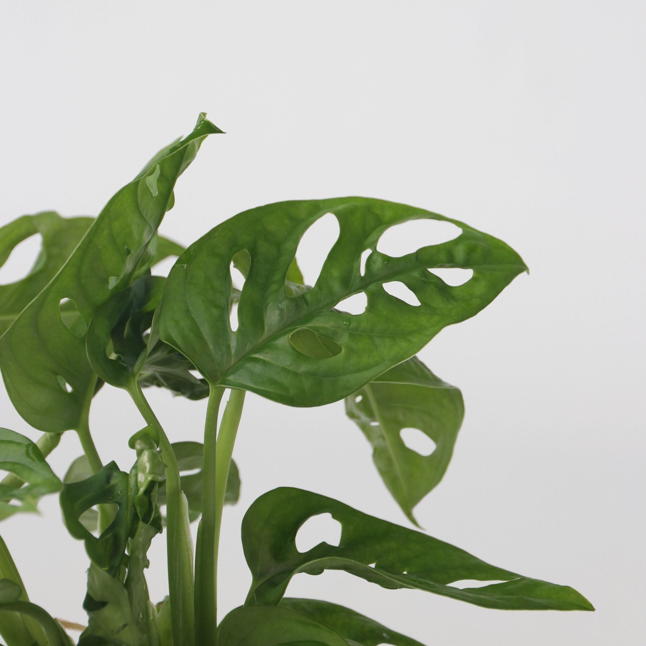 Monstera i vand - Monstera adansonii 'Monkey Mask'