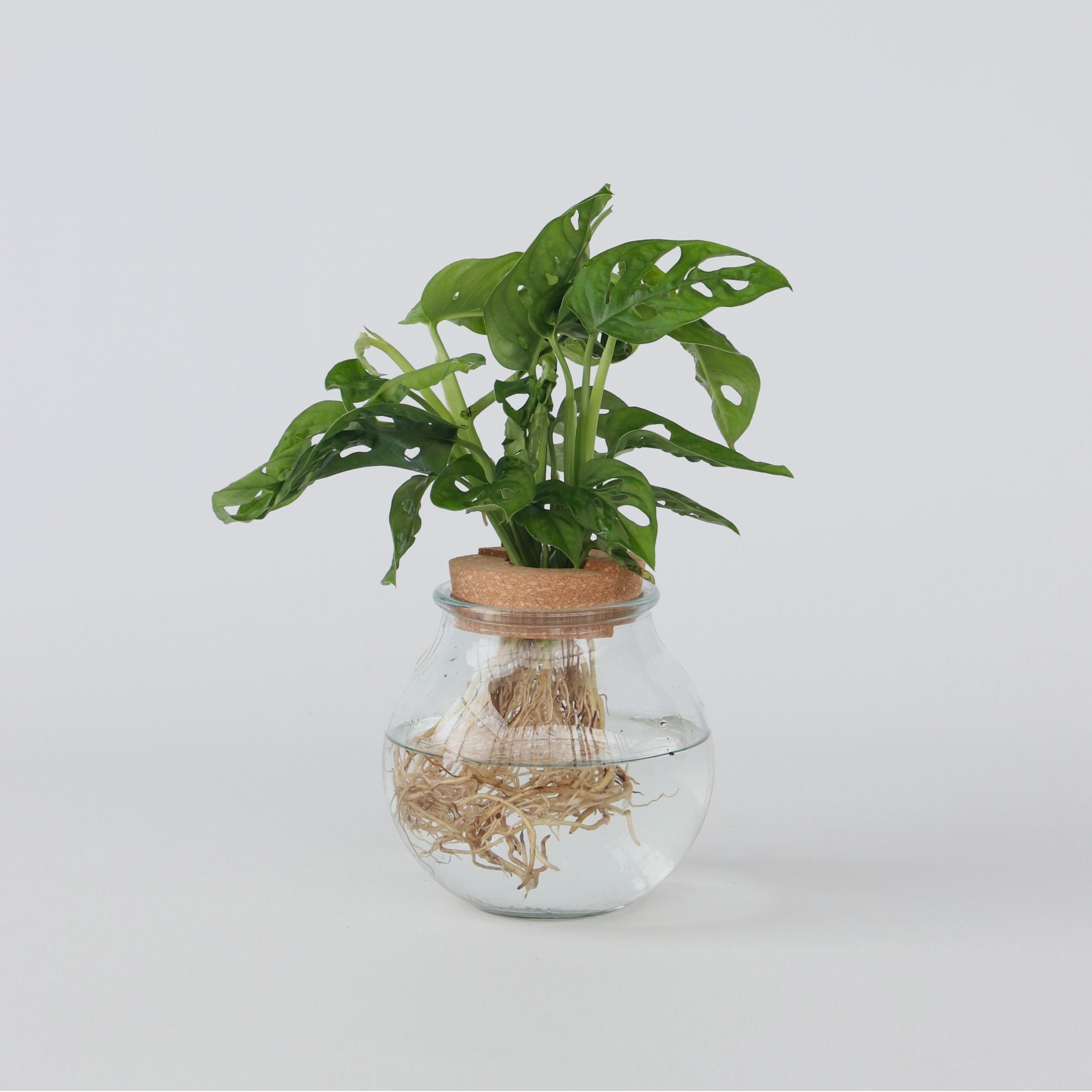 Monstera i vand - Monstera adansonii 'Monkey Mask'