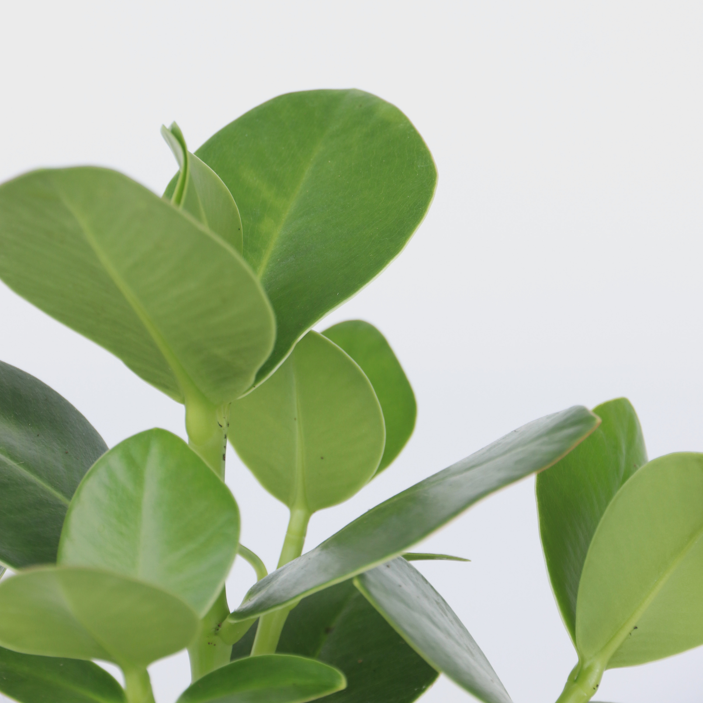 Autografplante - Sæt med 2 - Clusia rosea 'Princess'