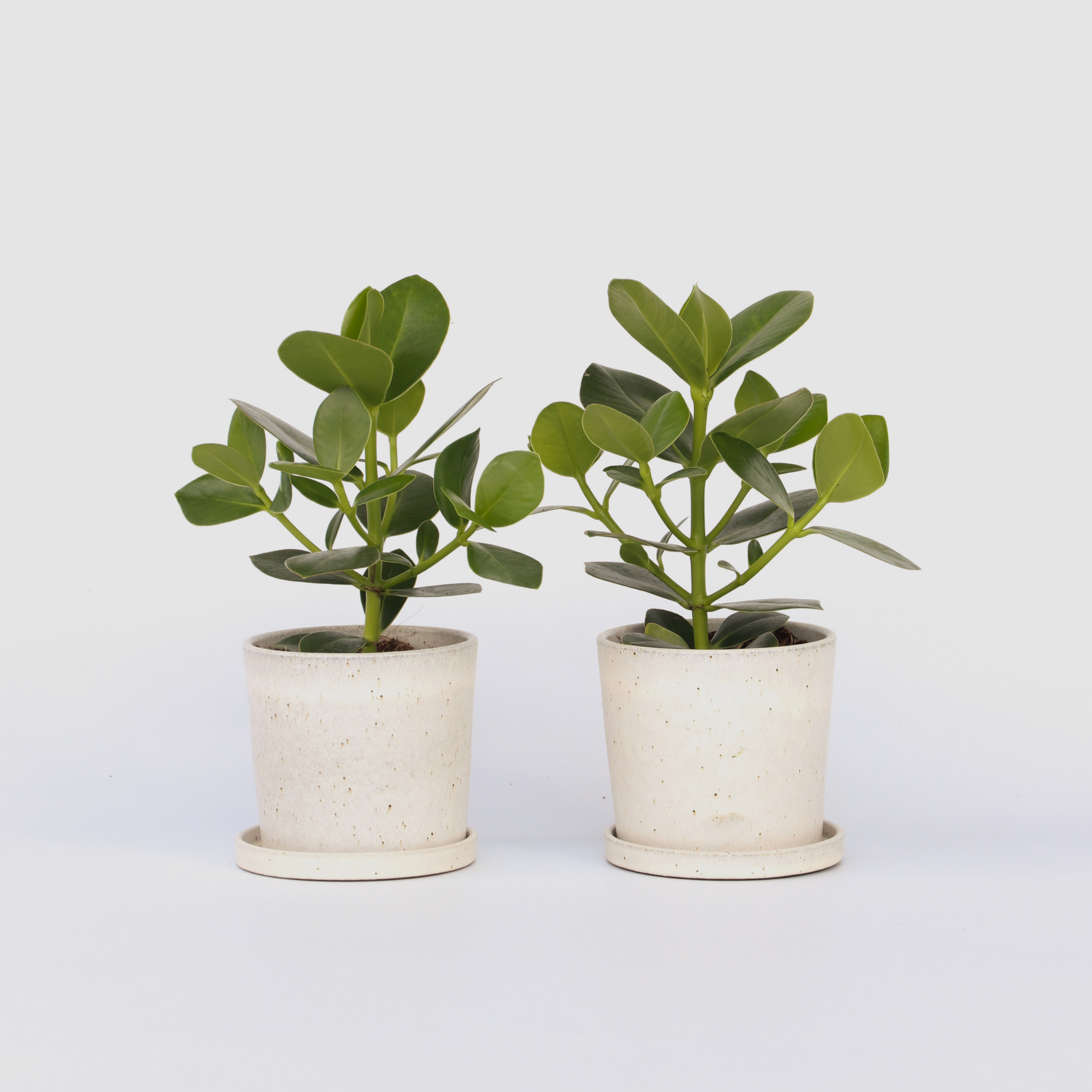 Autografplante - Sæt med 2 - Clusia rosea 'Princess'