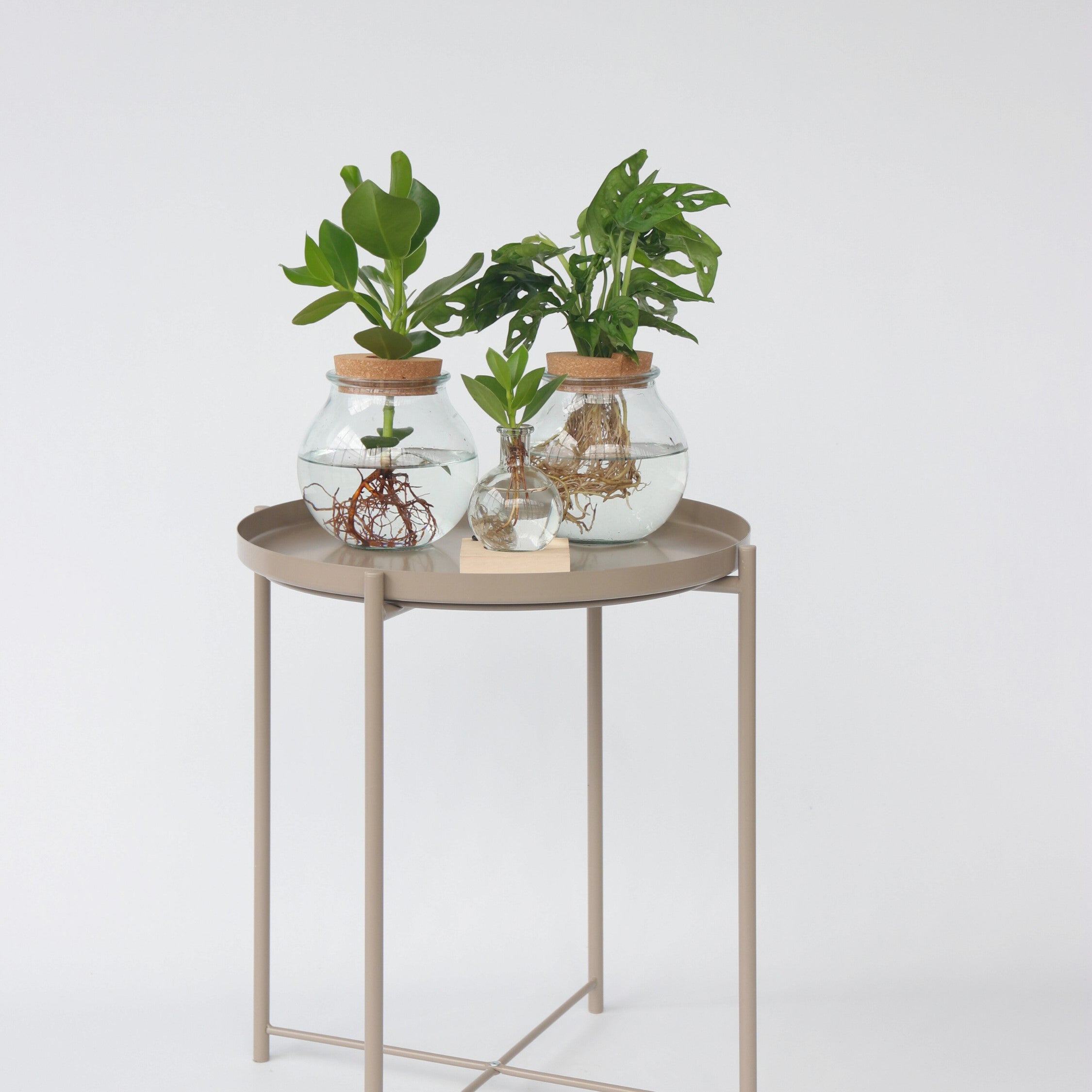 Autografplante i glas - Clusia rosea 'Princess'