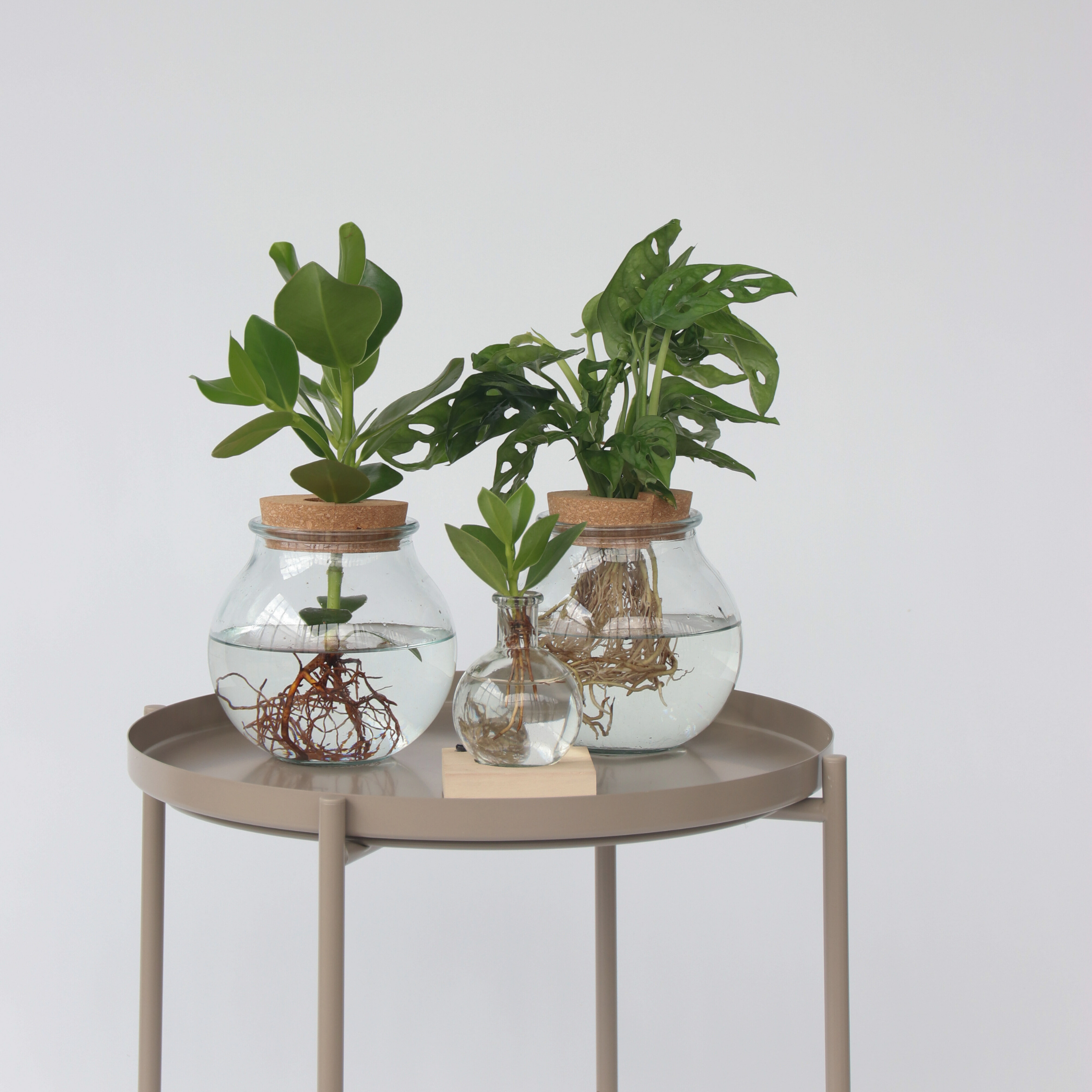 Autografplante i glas - Clusia rosea 'Princess'