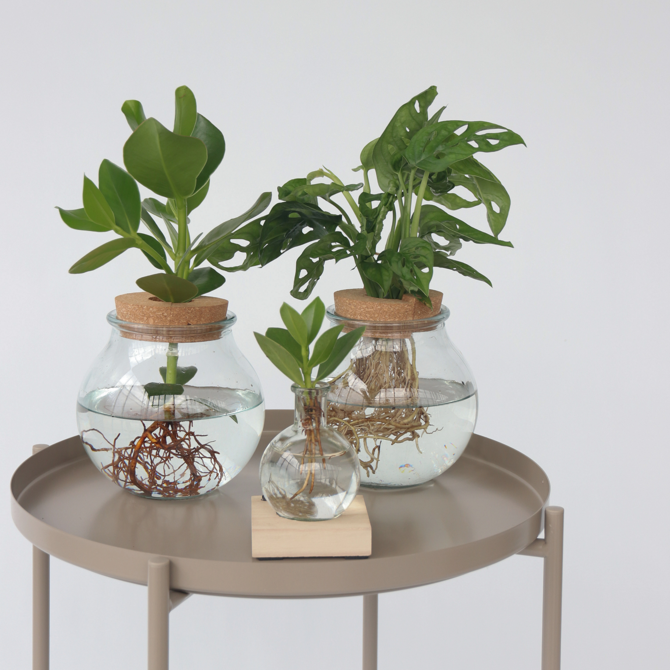 Autografplante i glas - Clusia rosea 'Princess'