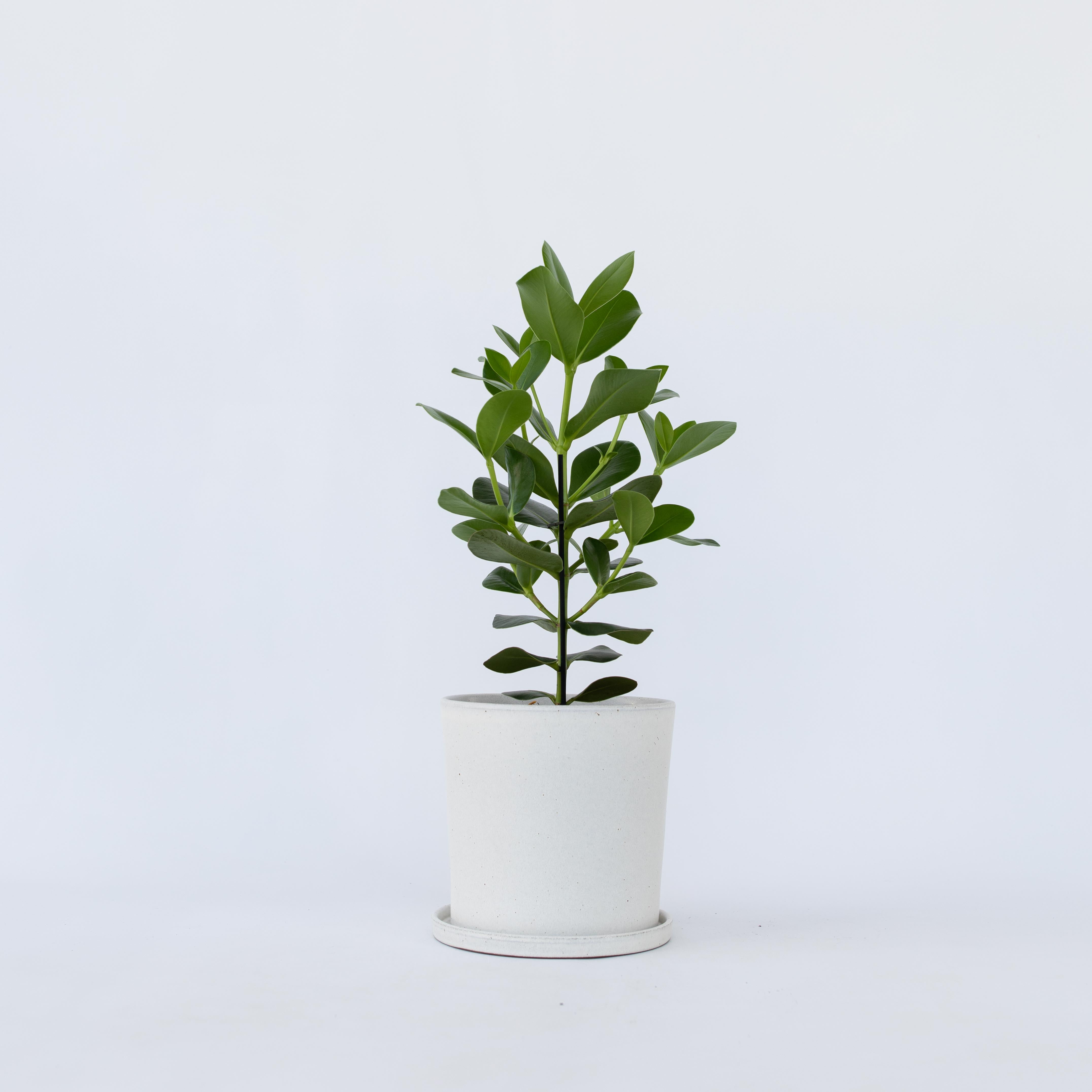 Autografplante - Clusia rosea 'Princess'