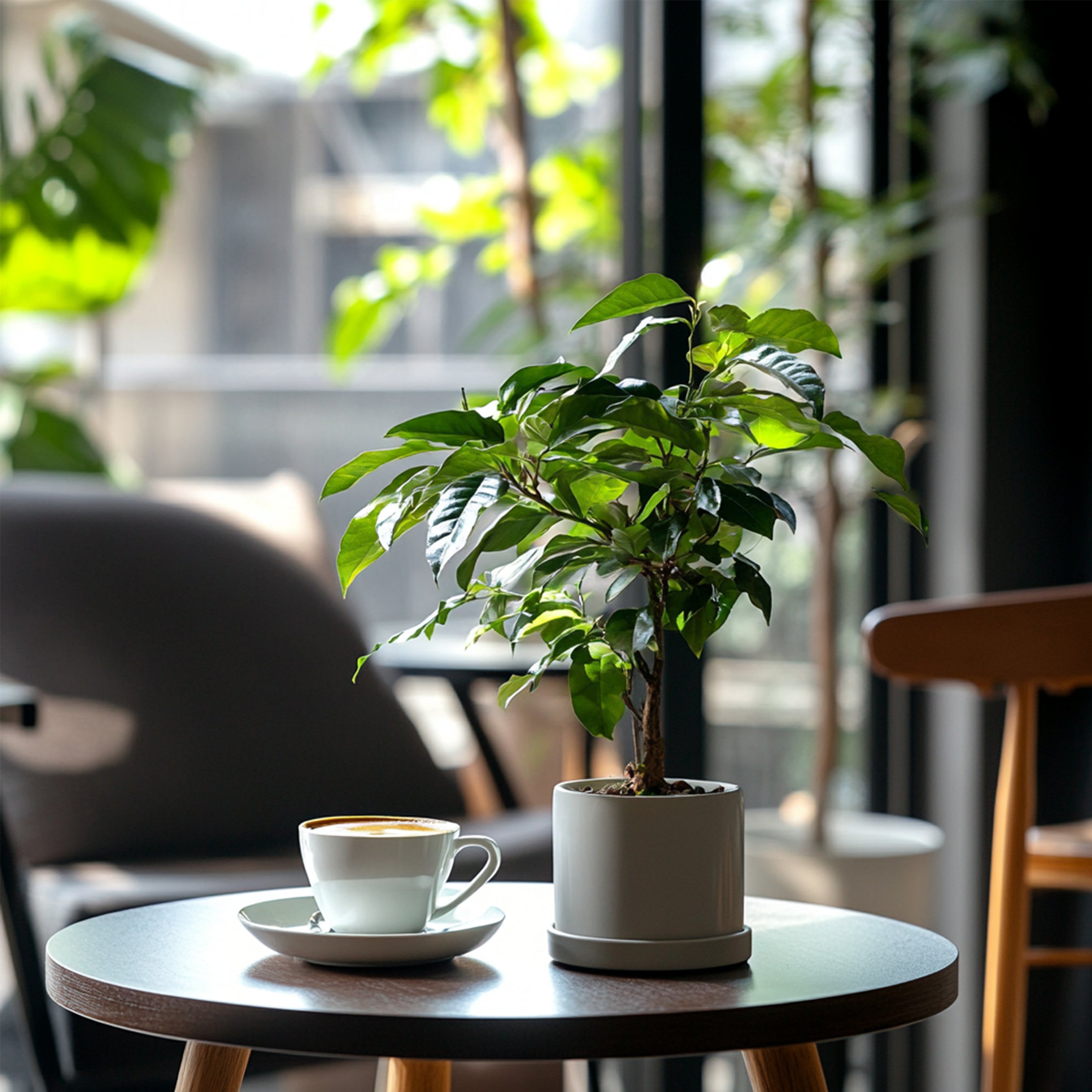 Kaffetræ - Sæt med 2 - Coffea arabica