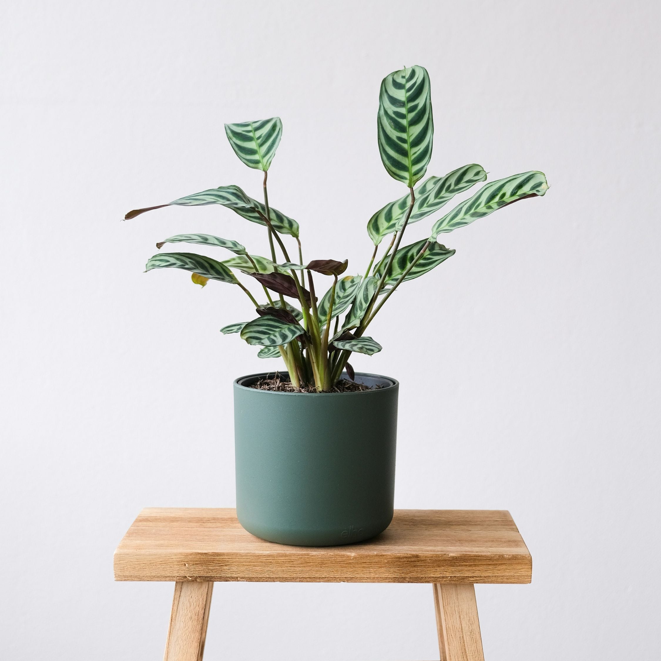 Bønneplante - Sæt med 2 - Ctenanthe 'burle-marxii'