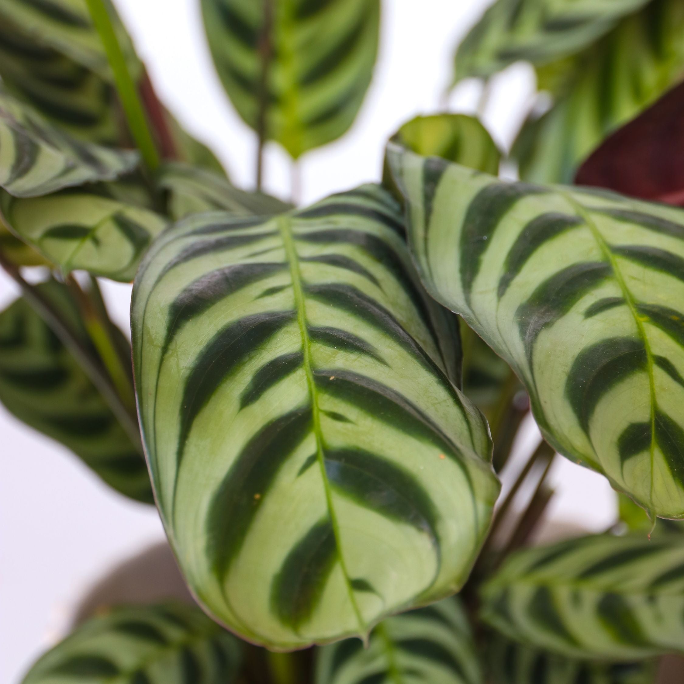 Bønneplante - Sæt med 2 - Ctenanthe 'burle-marxii'