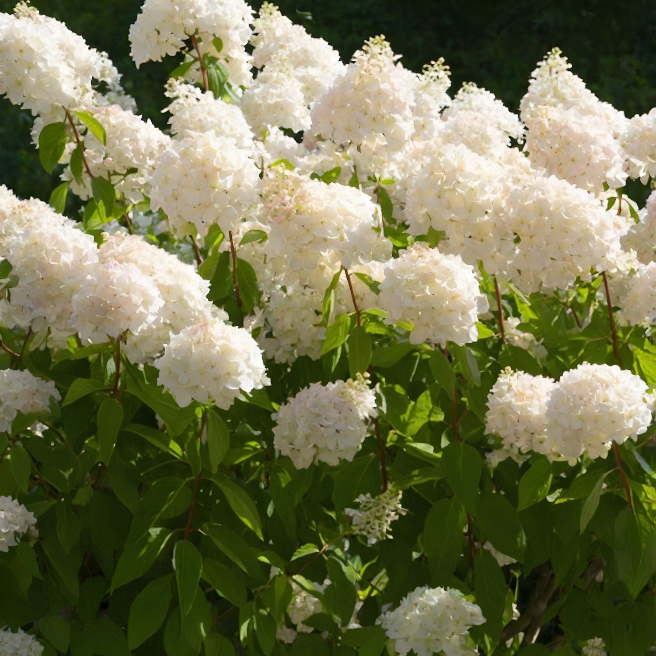 Hortensia - Sæt 2 - Hydrangea paniculata 'Grandiflora'