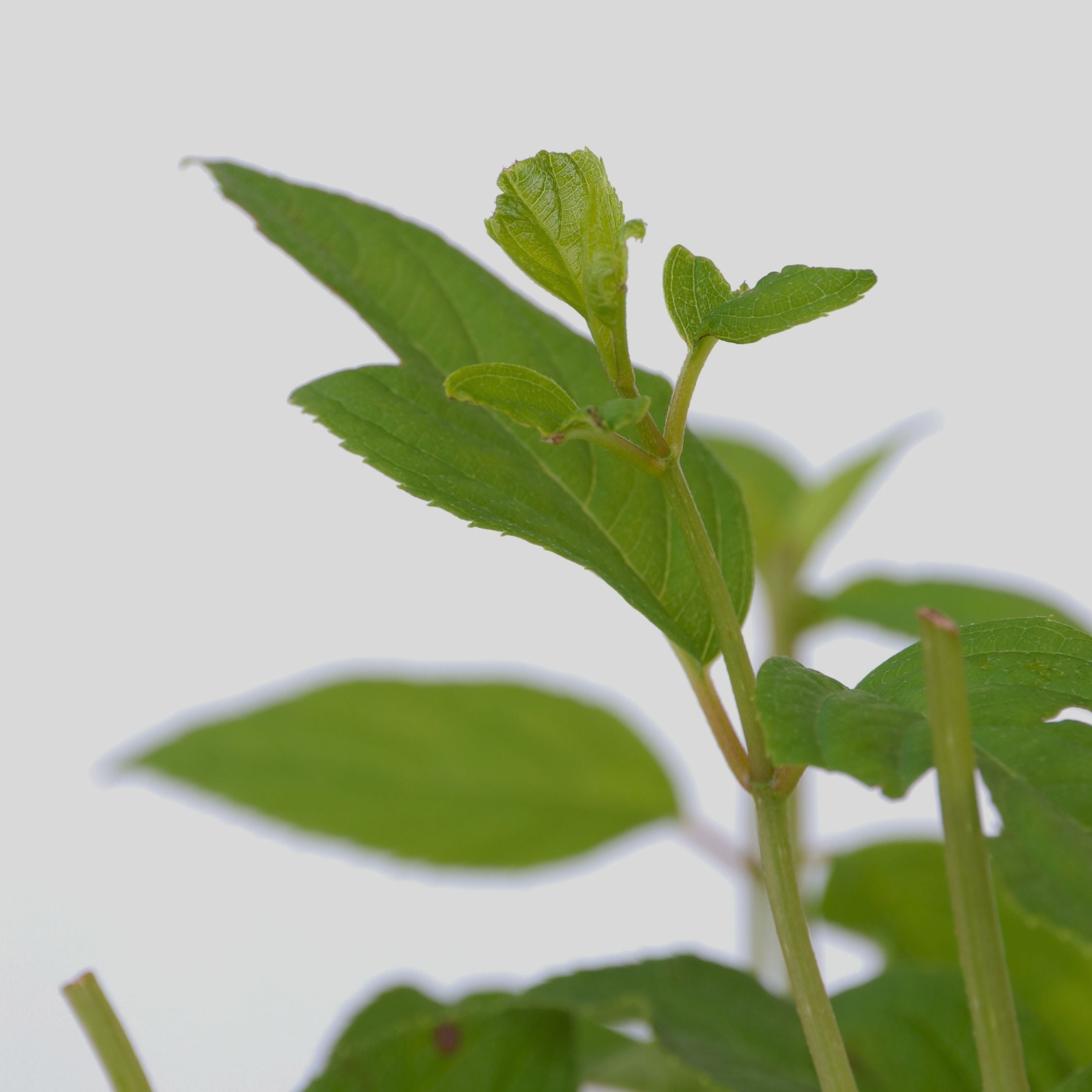 Hortensia - Sæt 2 - Hydrangea paniculata 'Grandiflora'