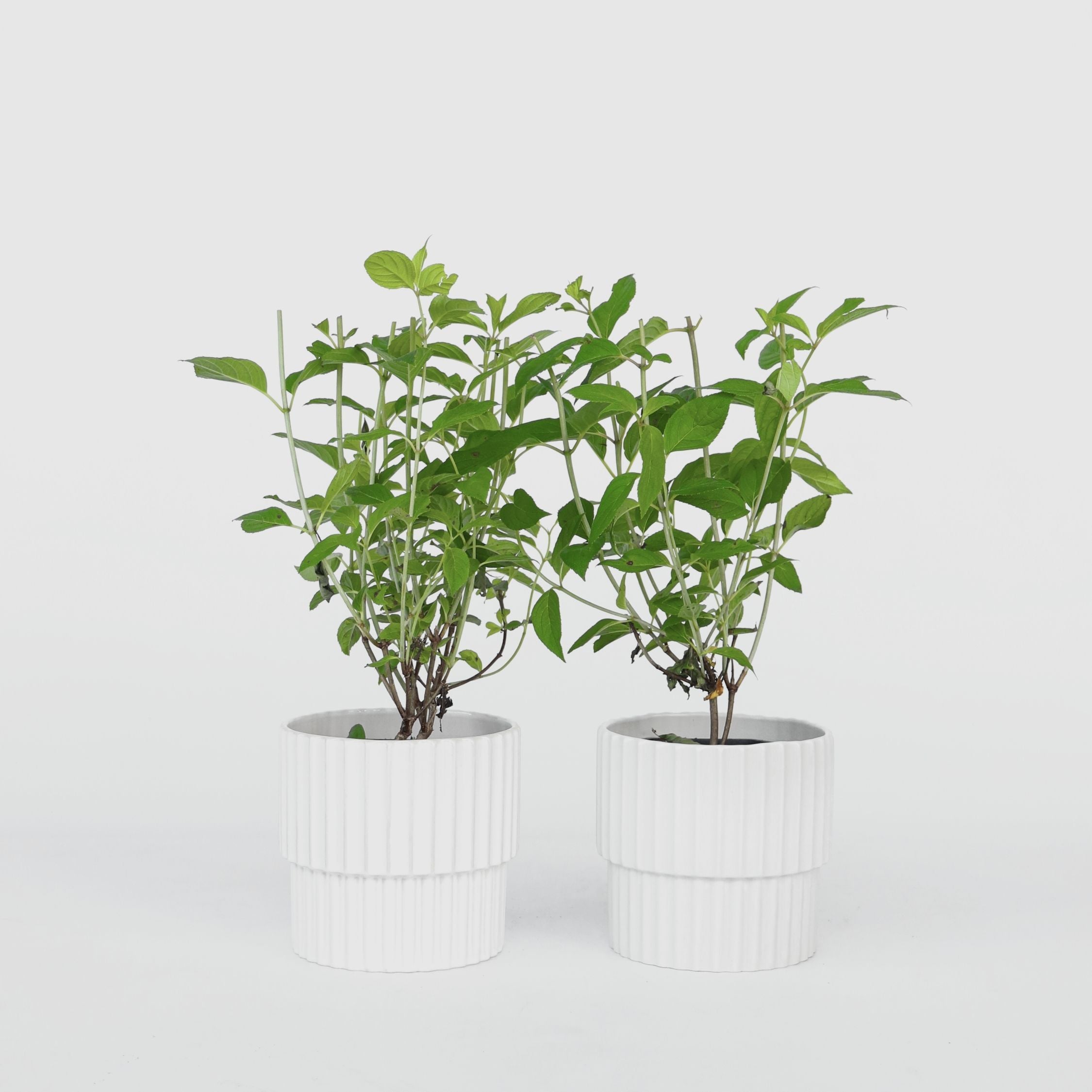 Hortensia - Sæt 2 - Hydrangea paniculata 'Grandiflora'