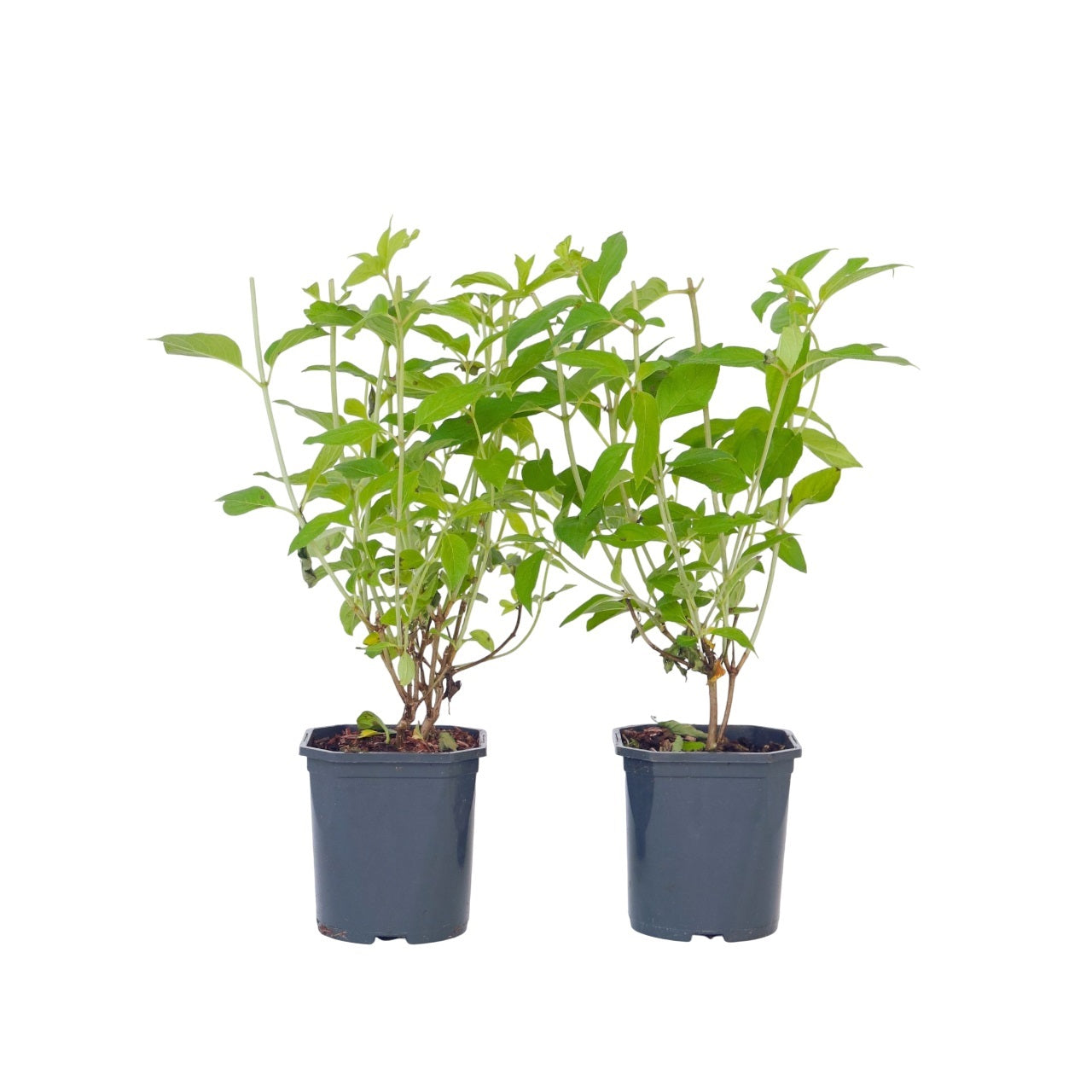 Hortensia - Sæt 2 - Hydrangea paniculata 'Grandiflora'