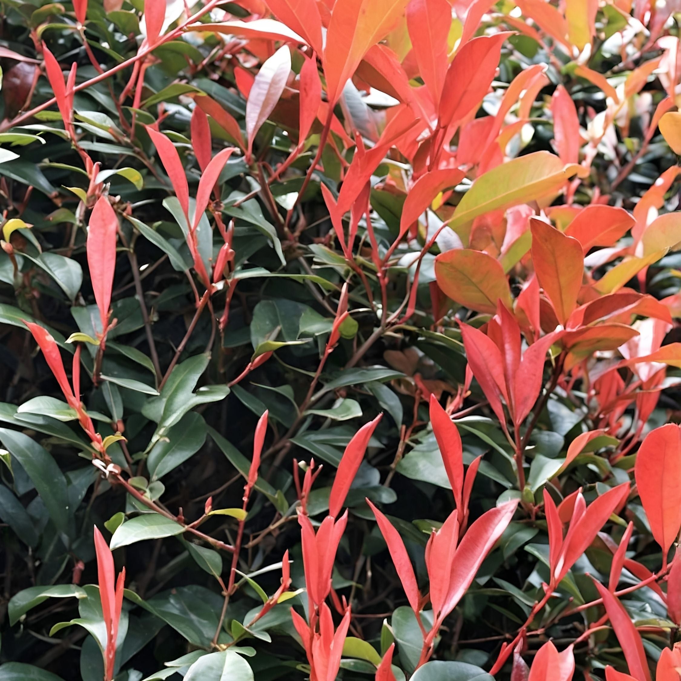 Glansmispel - Sæt med 2 - Photinia fraseri 'Red Robin'