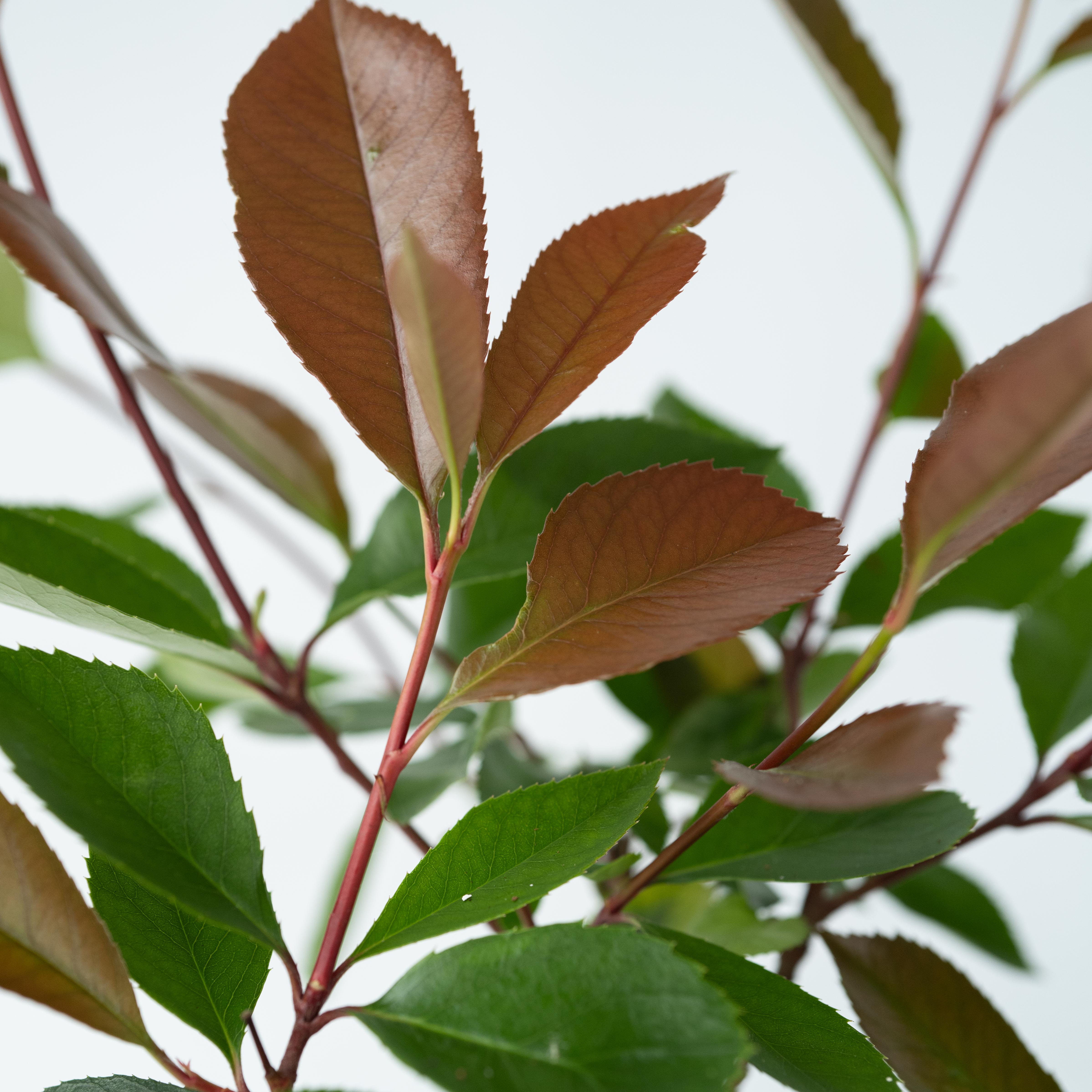 Glansmispel - Sæt med 2 - Photinia fraseri 'Red Robin'