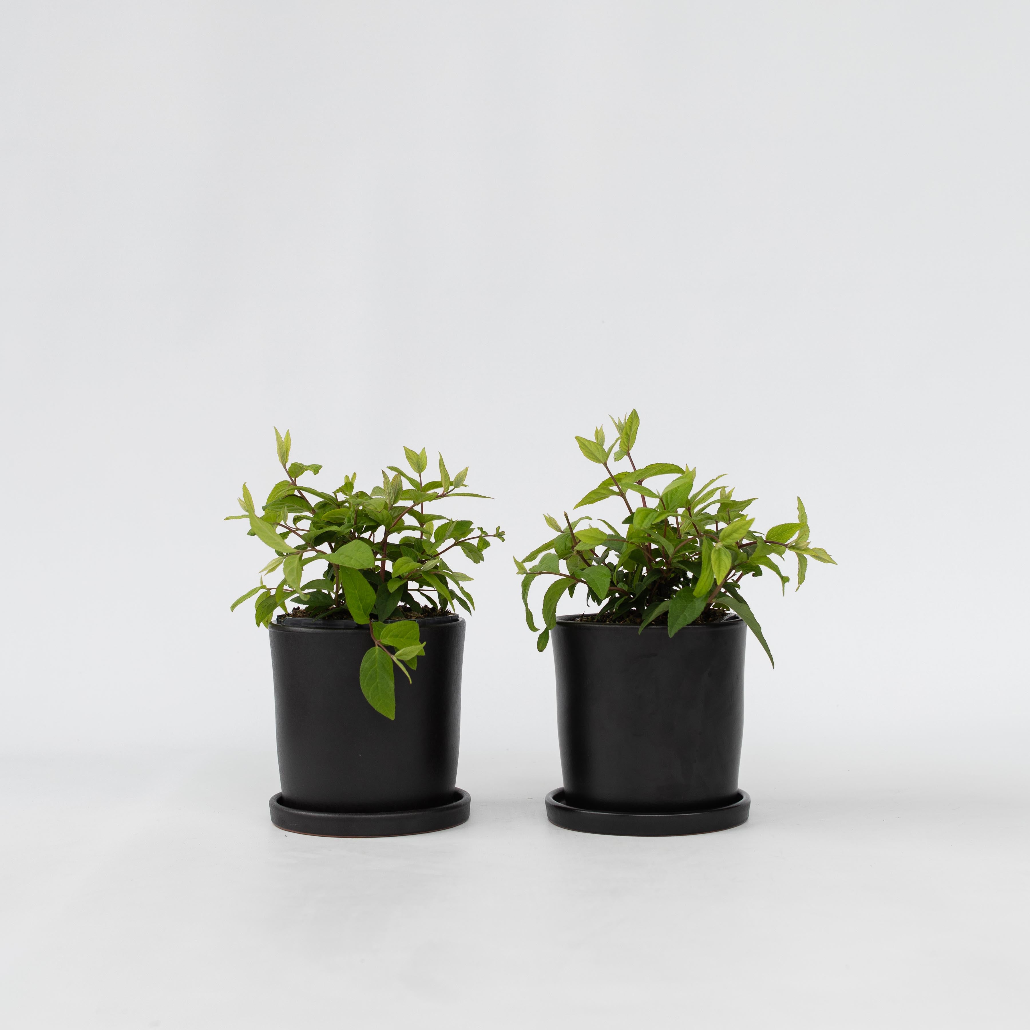 Stjernetop - Sæt med 2 - Deutzia 'Strawberry Fields'