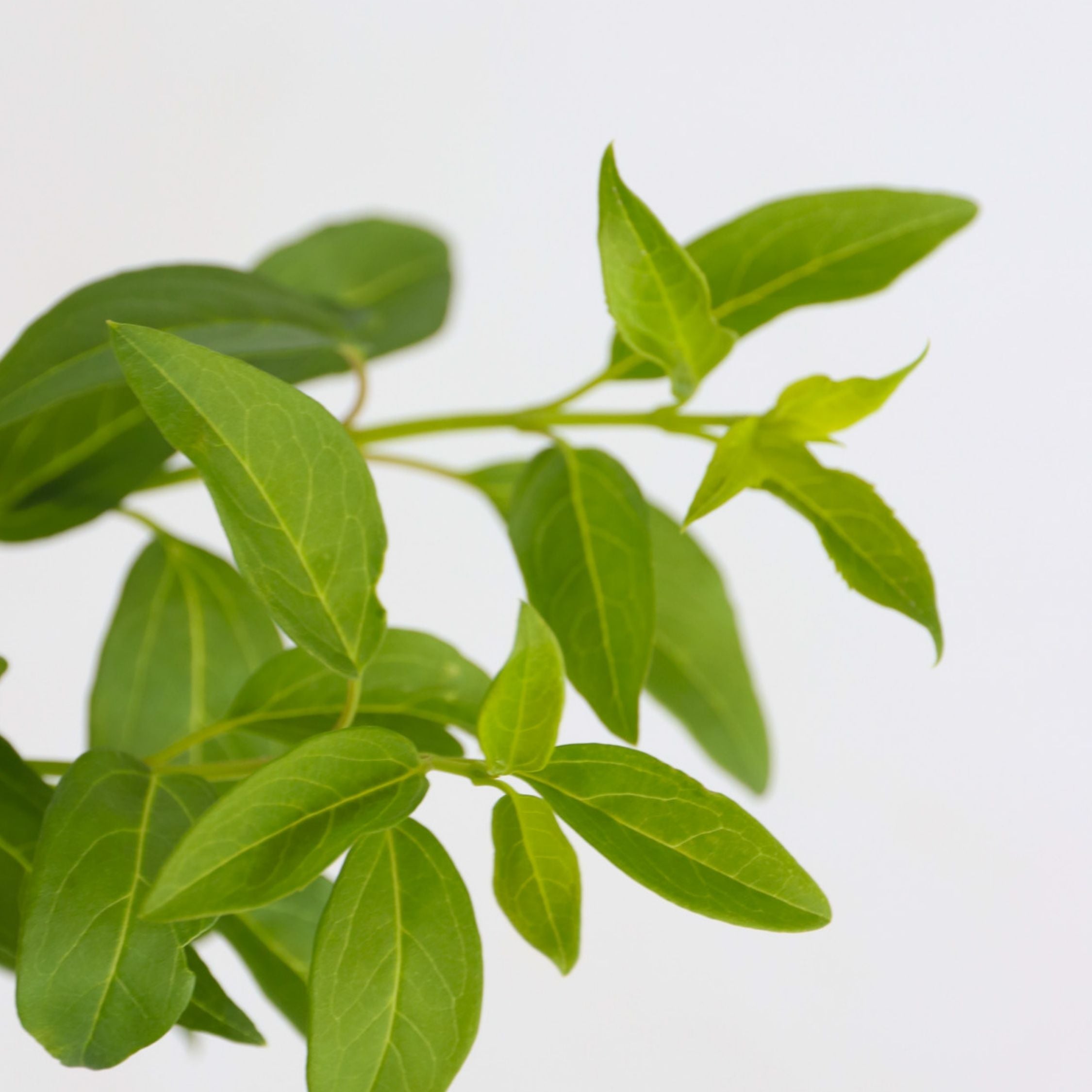 Vårguld - Sæt med 2 - Forsythia intermedia 'Minigold'