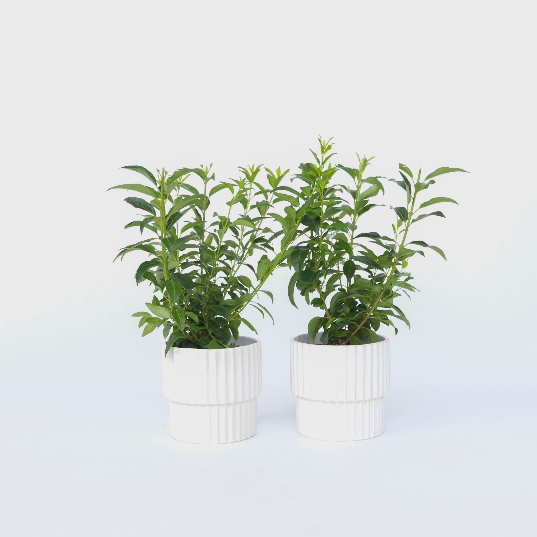 Vårguld - Sæt med 2 - Forsythia intermedia 'Minigold'