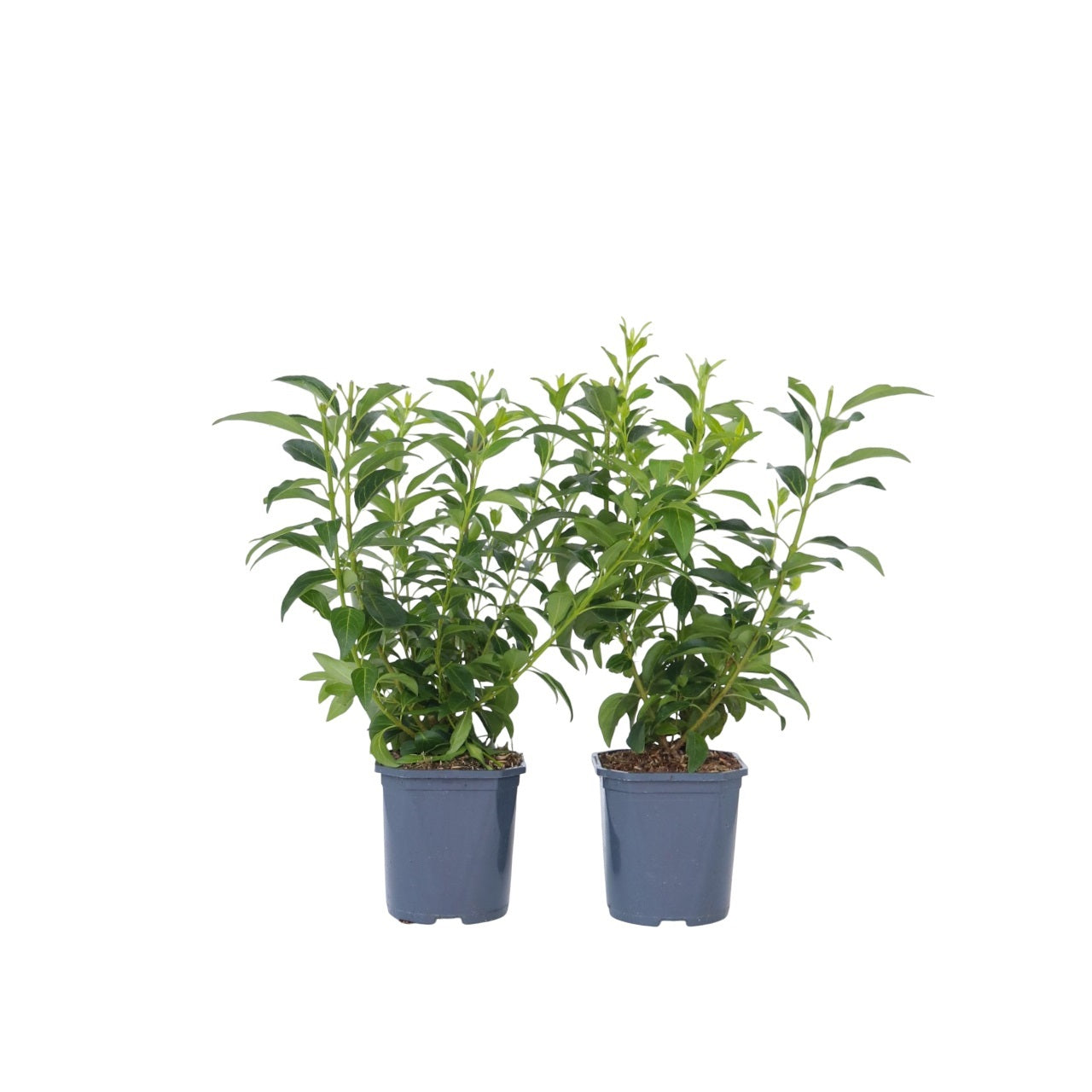 Vårguld - Sæt med 2 - Forsythia intermedia 'Minigold'