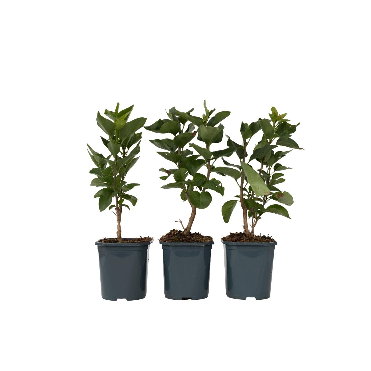 Syren - Sæt med 3 - Syringa vulgaris