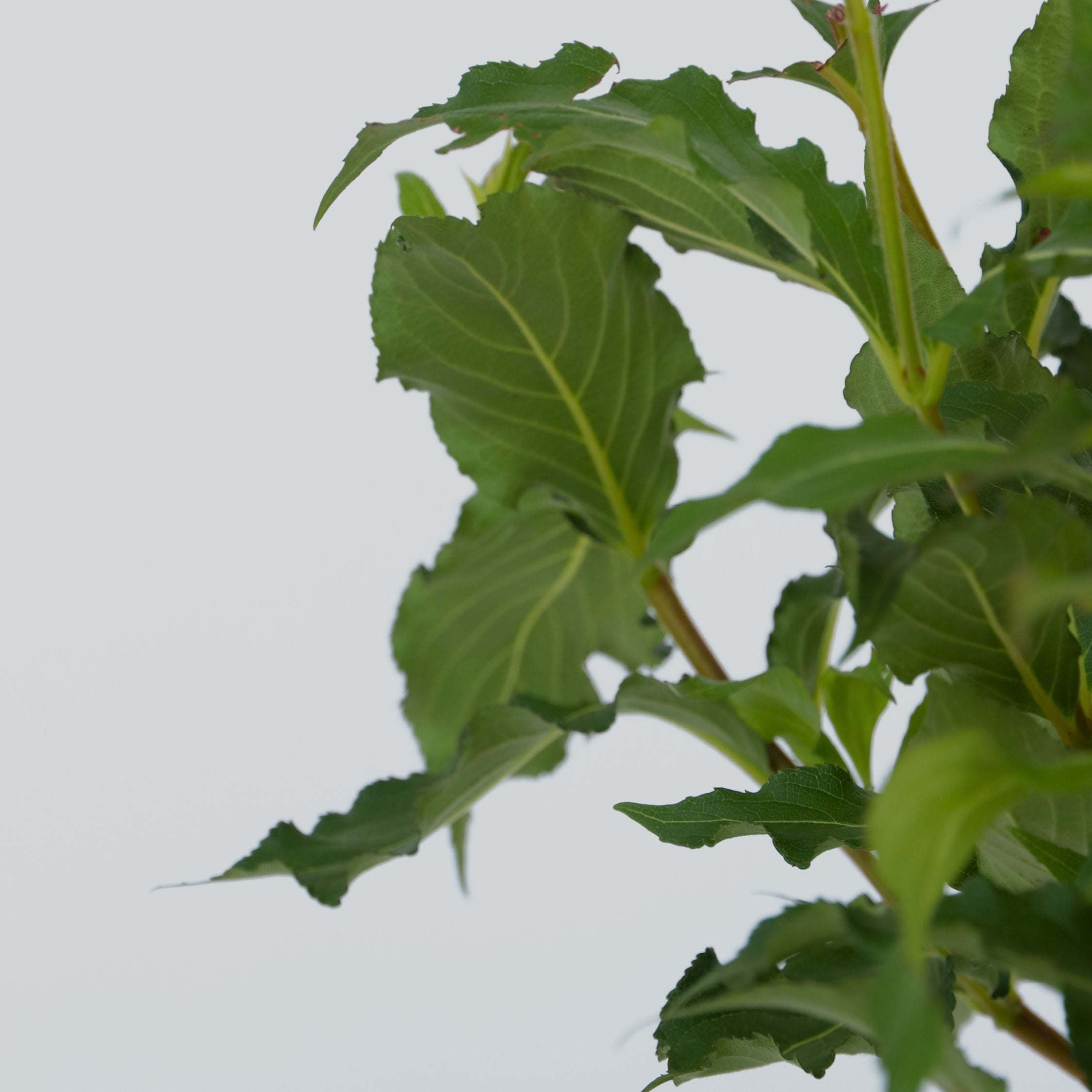 Klokkebusk - Sæt med 2 - Weigela florida 'Red Prince'