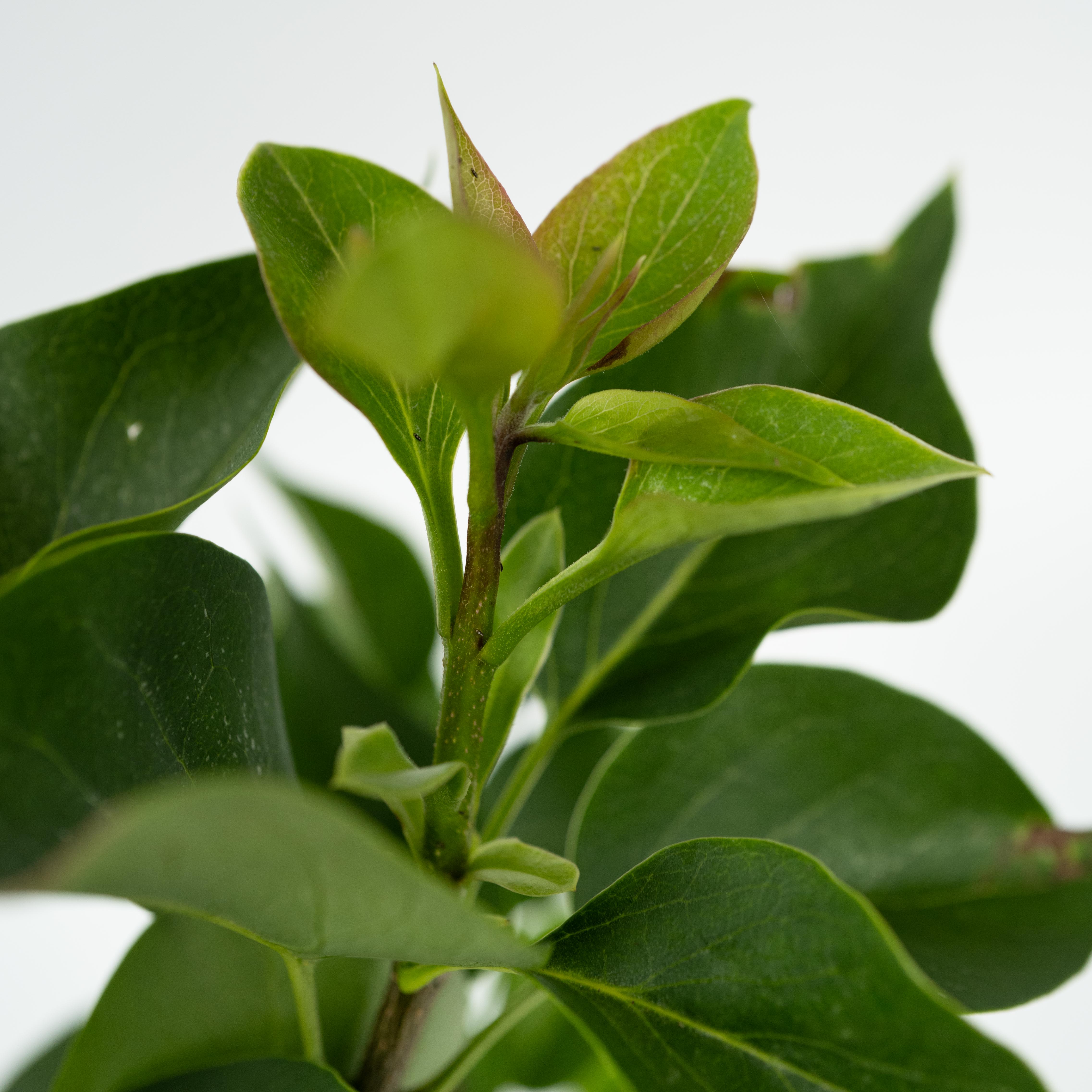 Syren - Sæt med 2 - Syringa vulgaris 'Ludwig Spath'