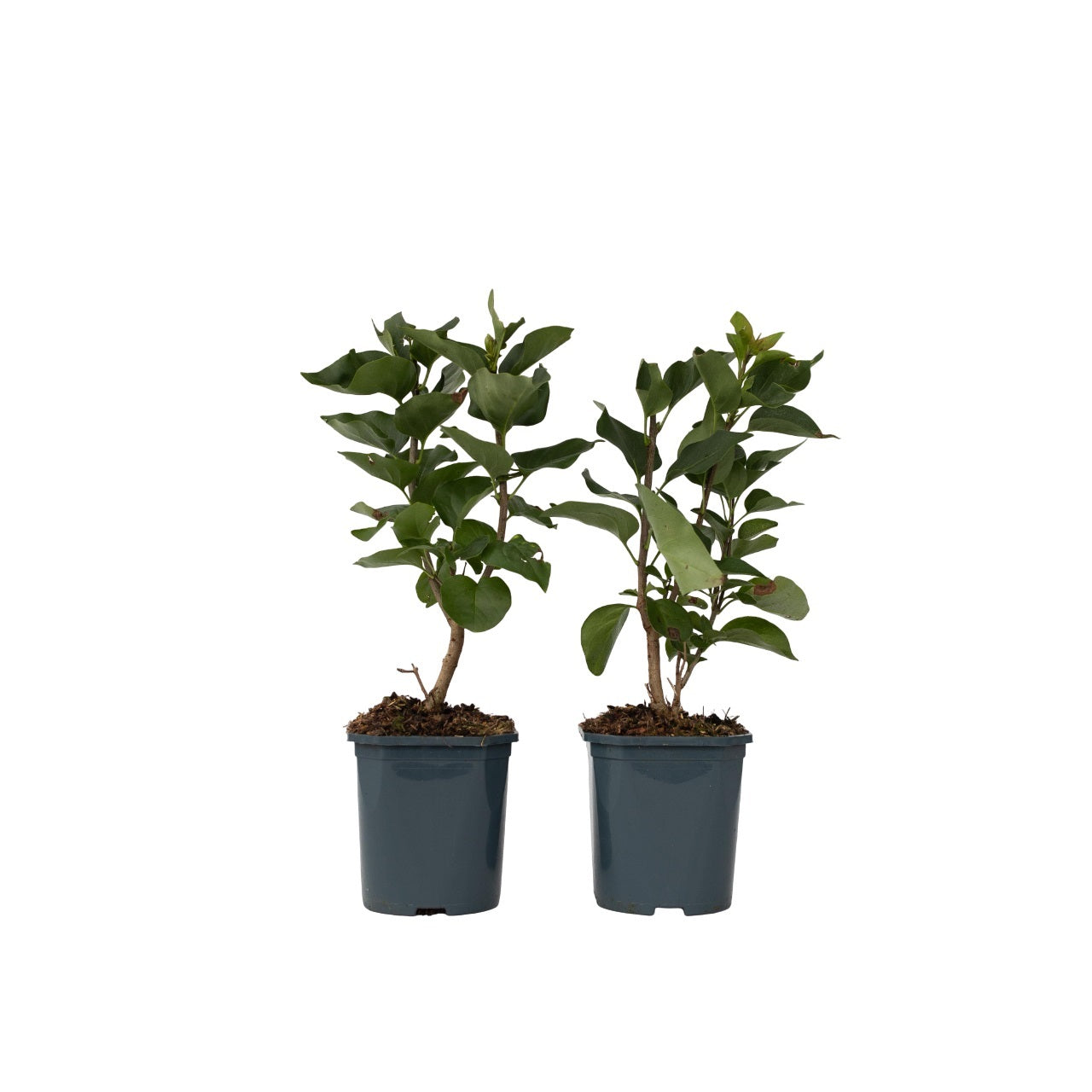 Syren - Sæt med 2 - Syringa vulgaris 'Ludwig Spath'