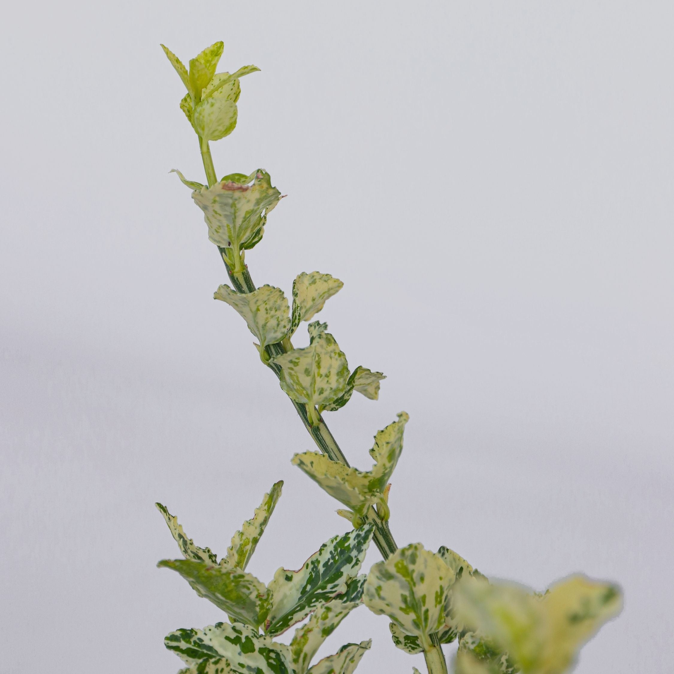 Benved - Sæt med 2 - Euonymus 'Harlequin'