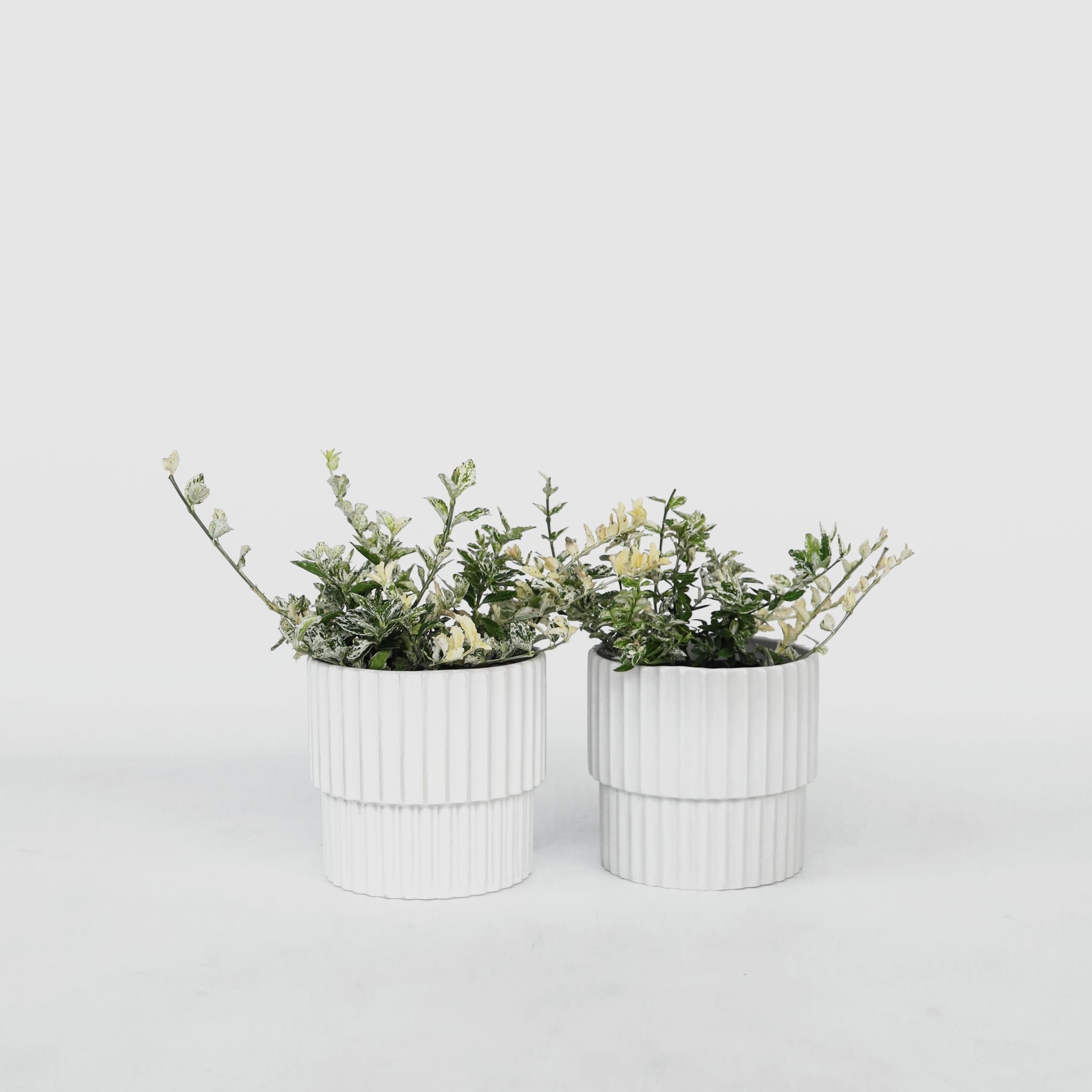 Benved - Sæt med 2 - Euonymus 'Harlequin'