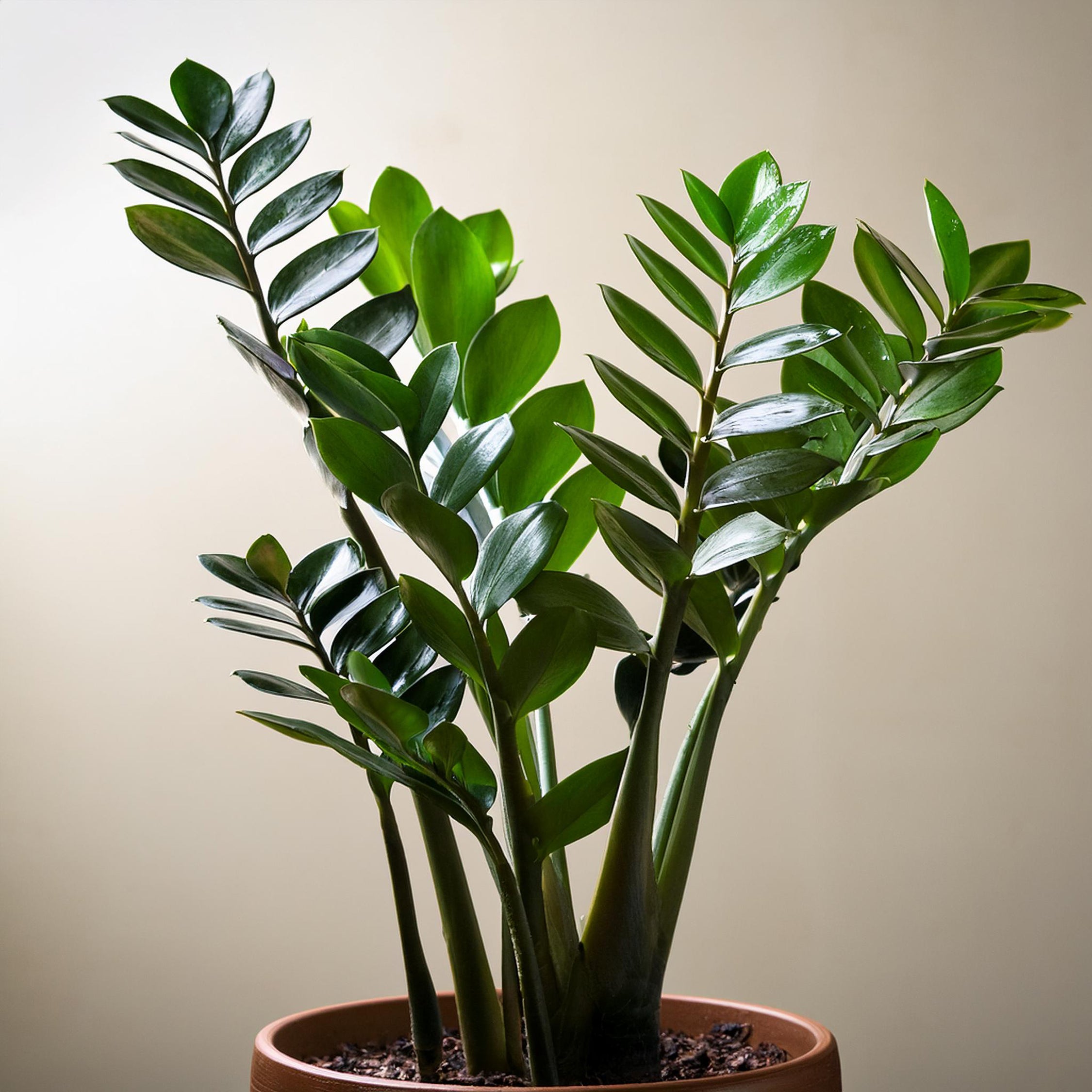 Lykkebregne - Zamioculcas Zamiifolia